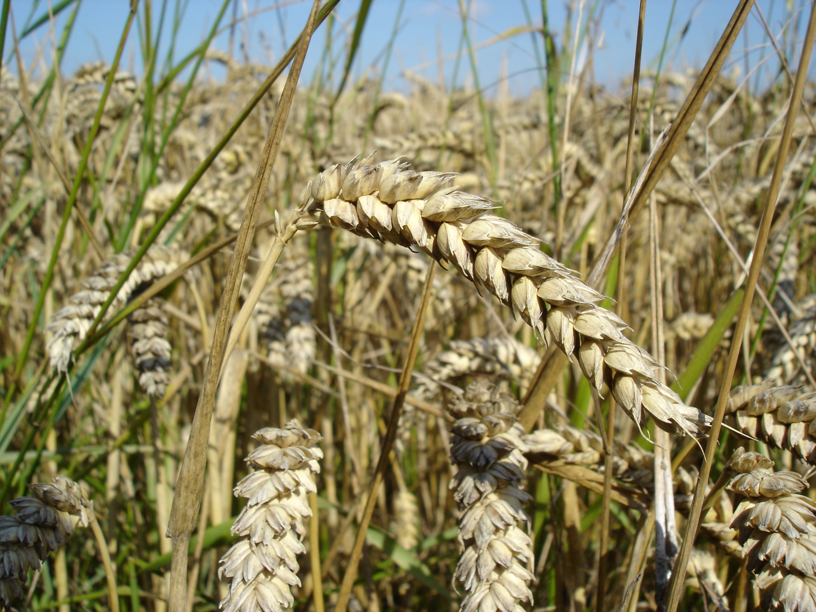 Forage Wheat plant identification view