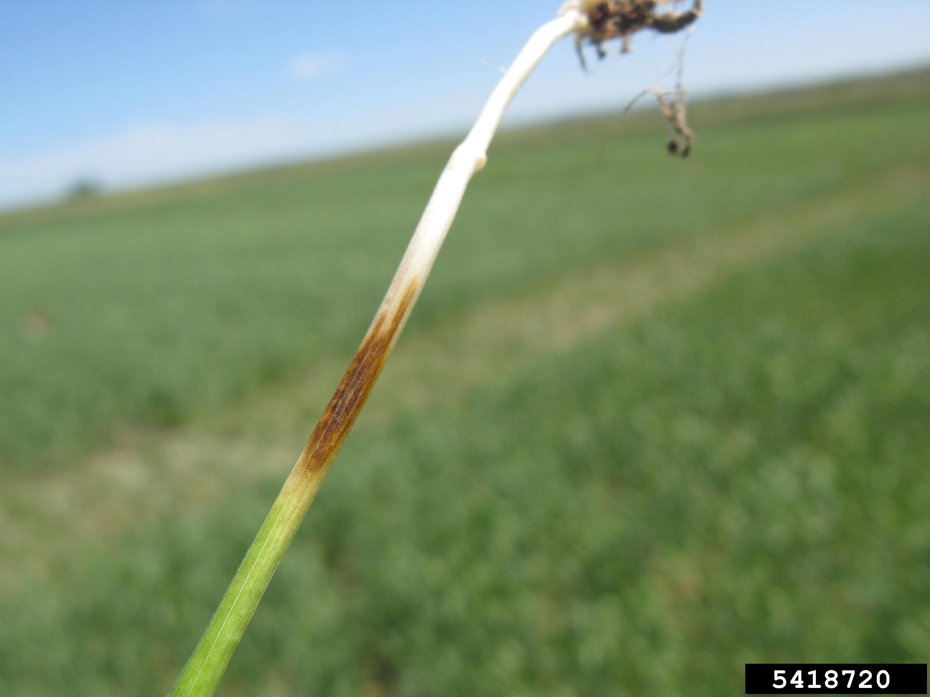 Forage Wheat stem identification view
