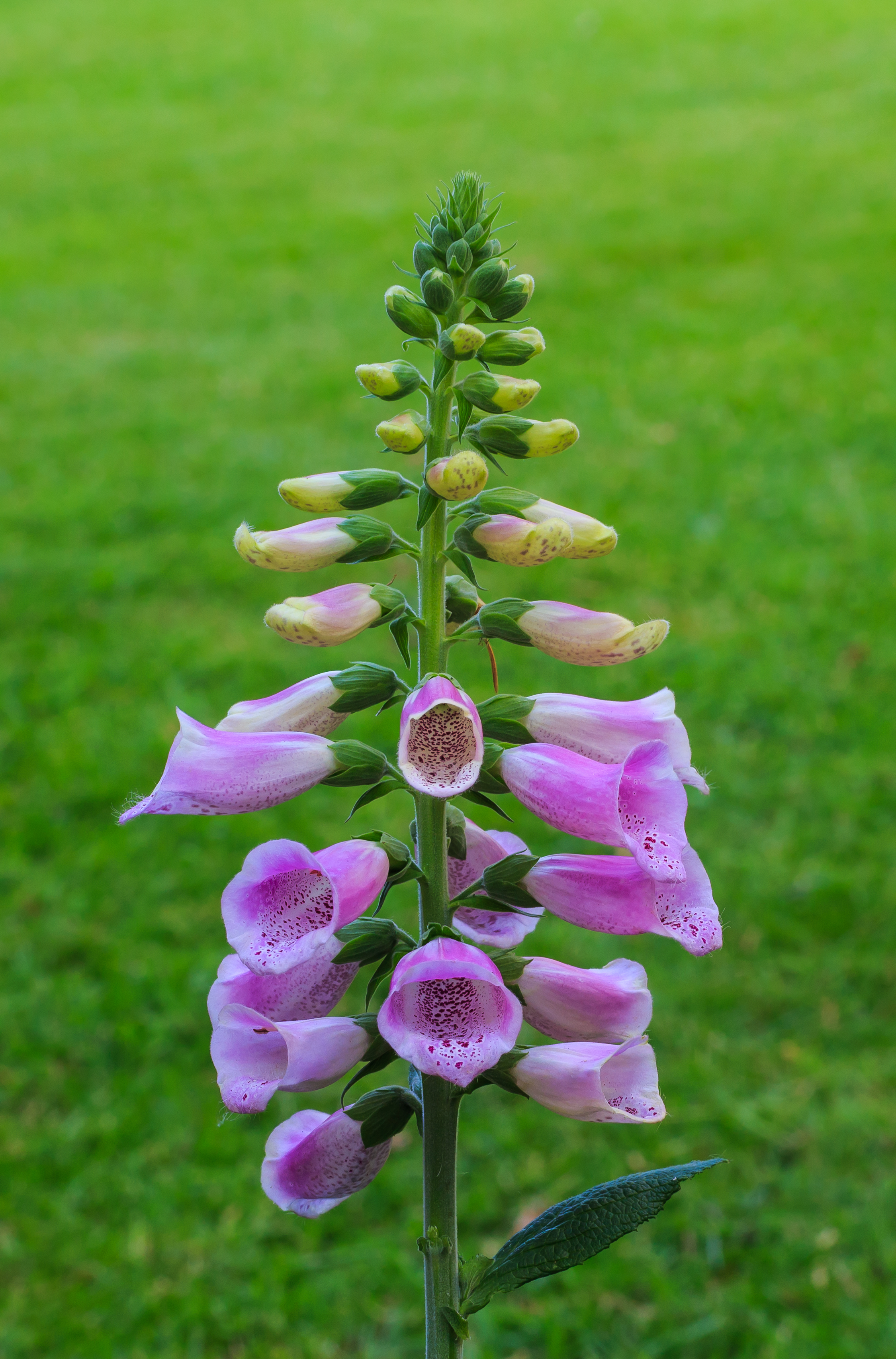 Foxglove flower identification view