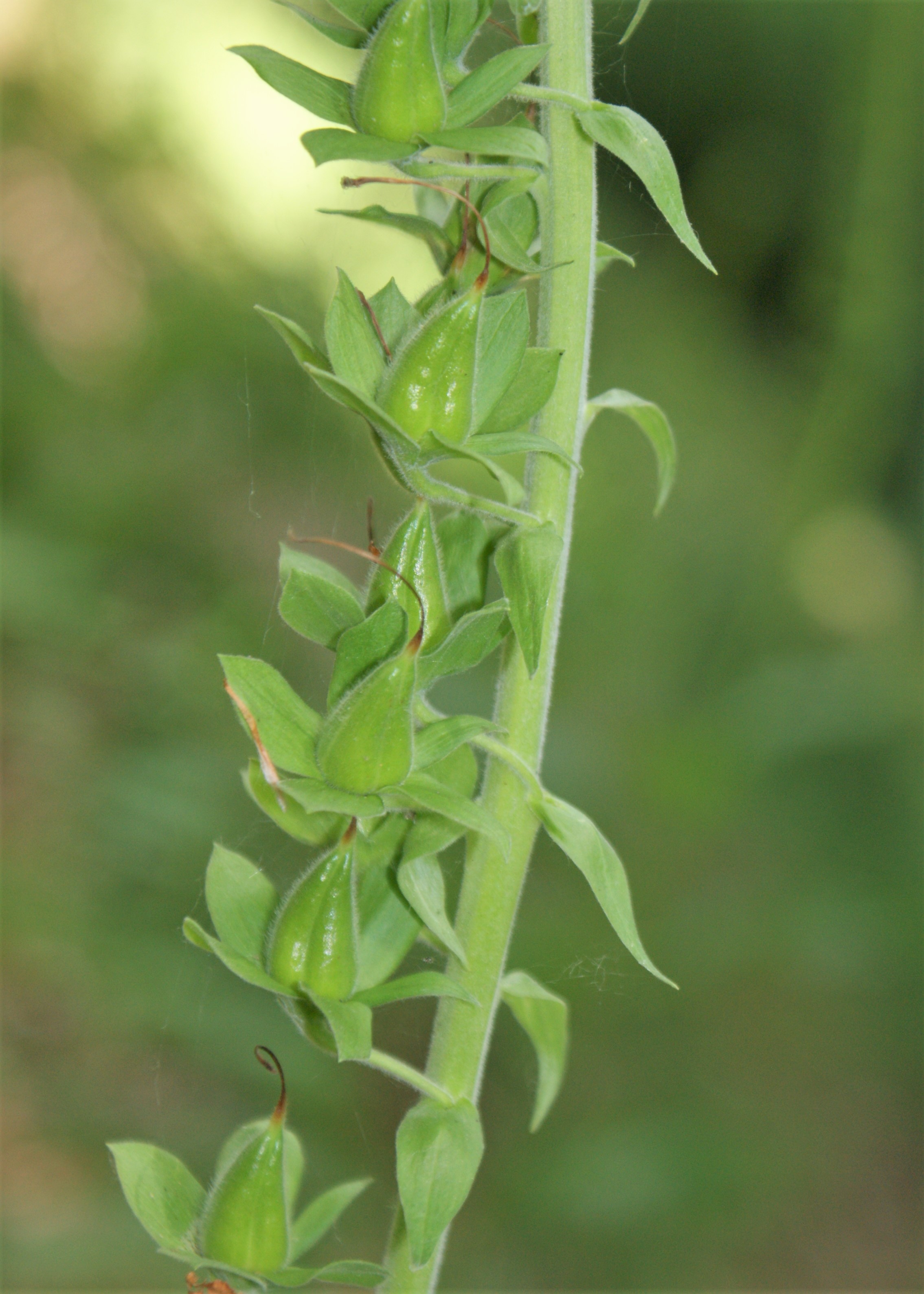Foxglove fruit identification view