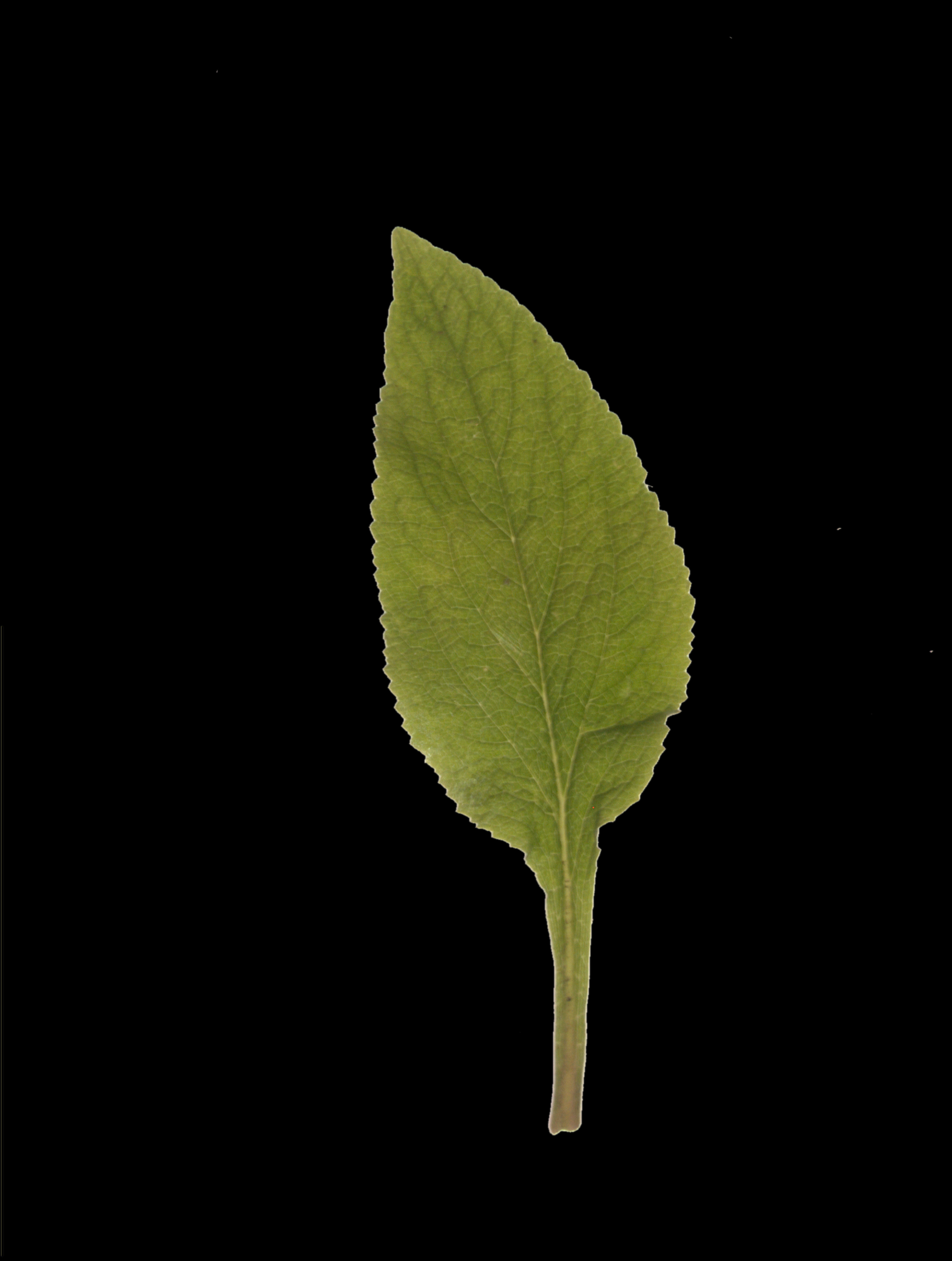Foxglove leaf identification view