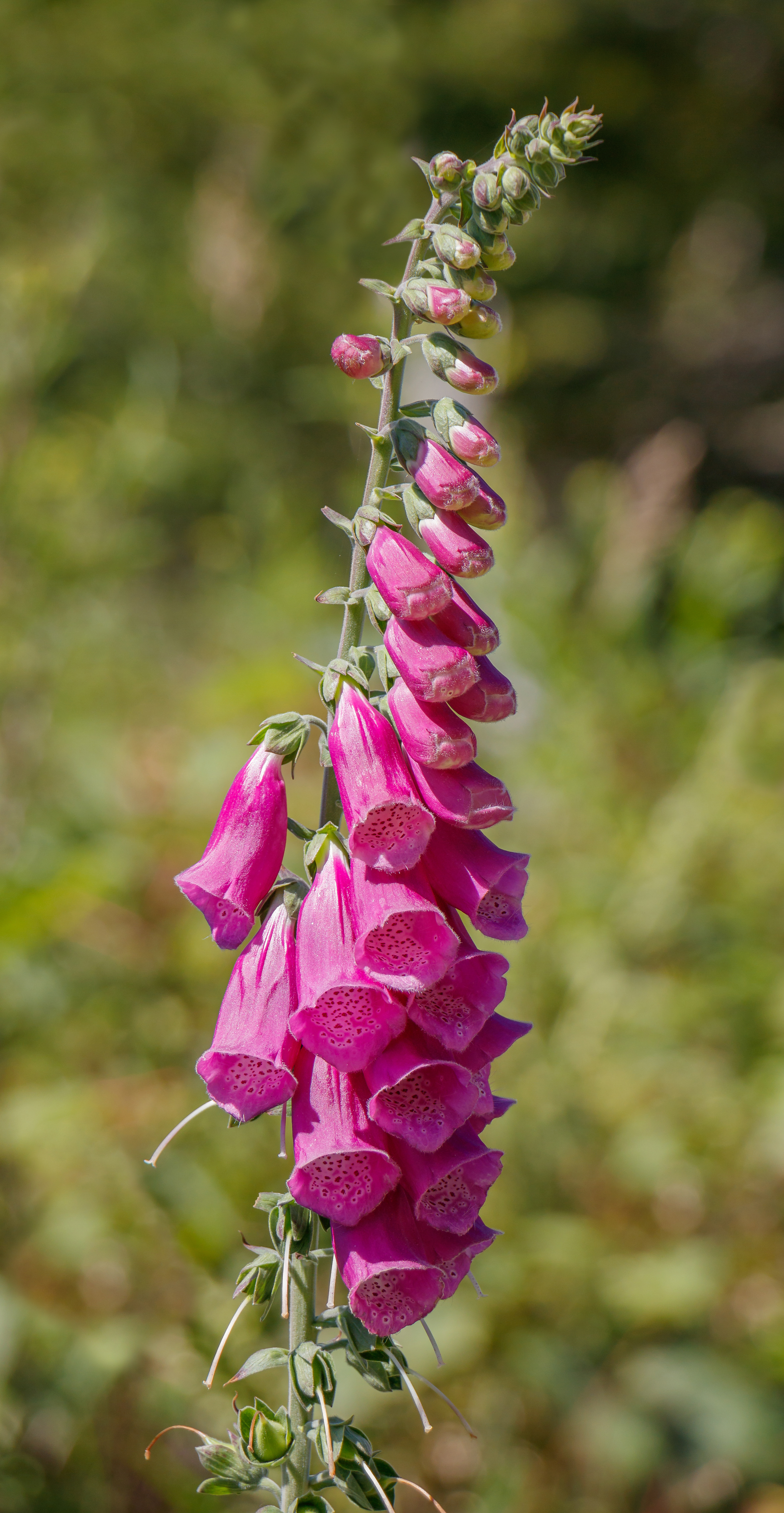 Foxglove plant identification view