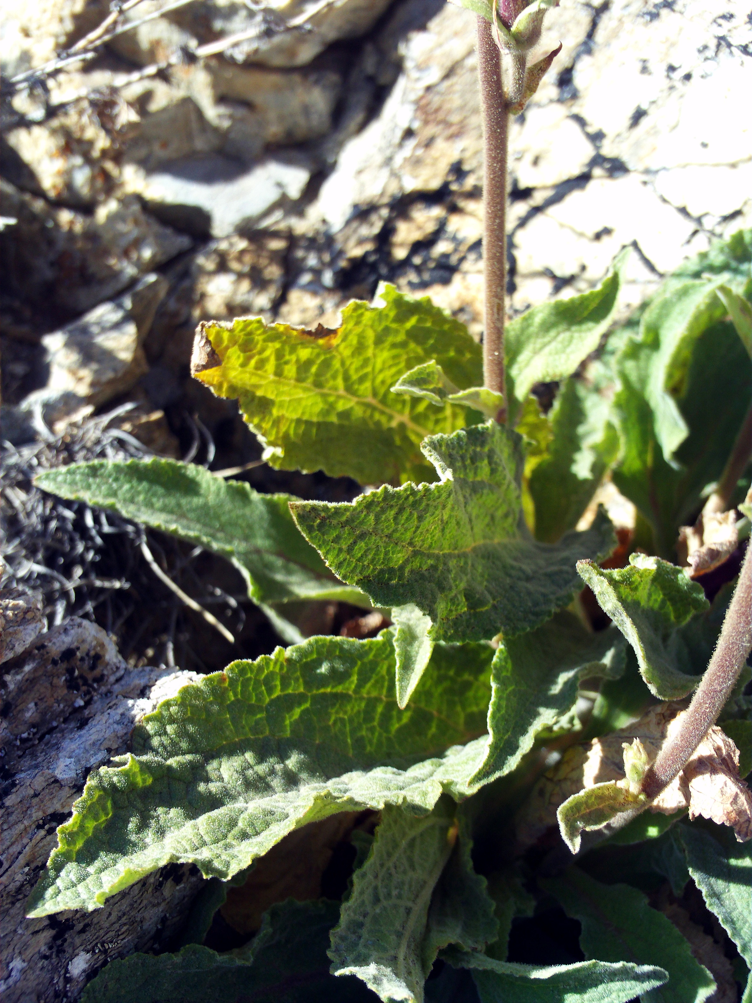 Foxglove stem identification view