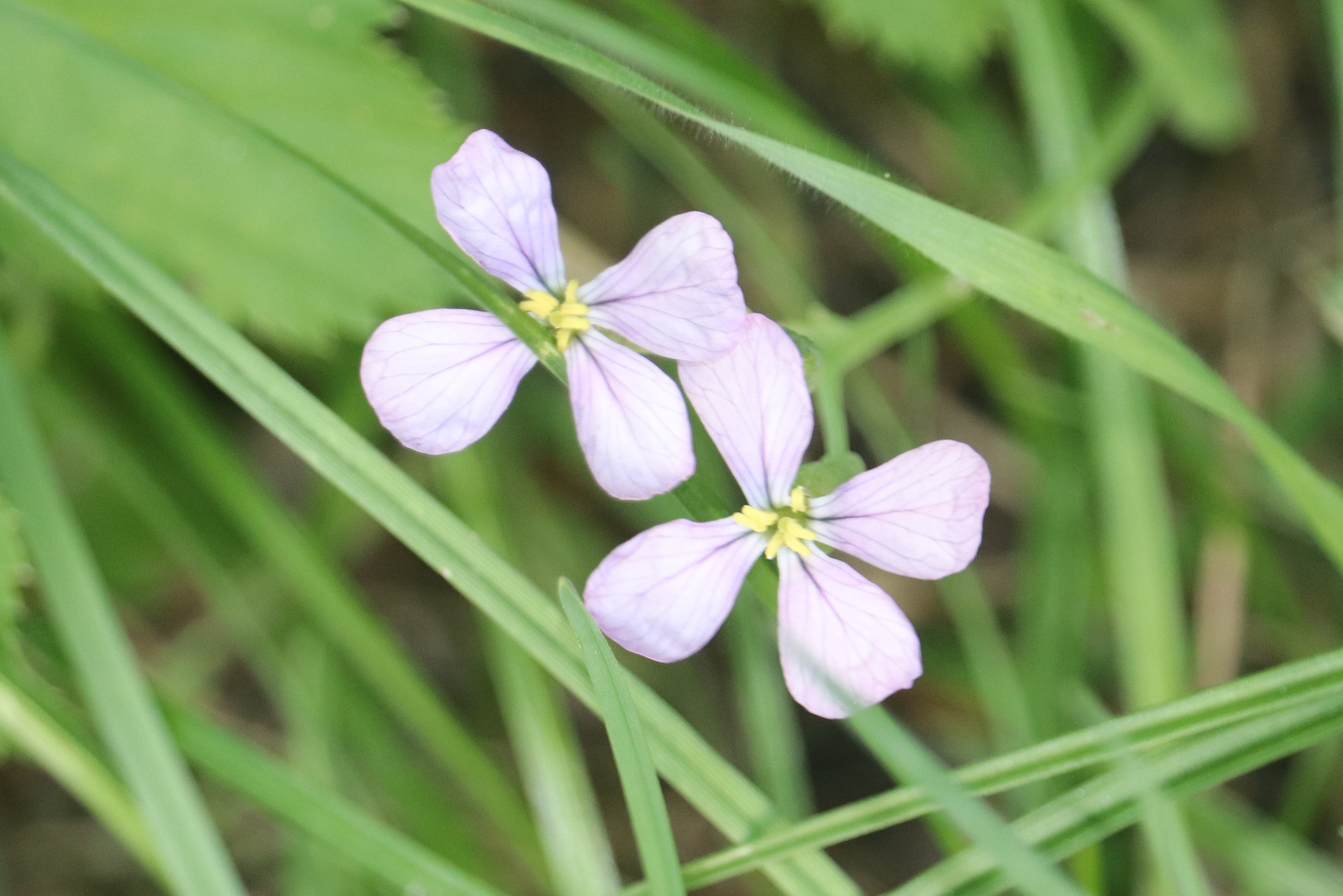 Daikon Radish flower identification view