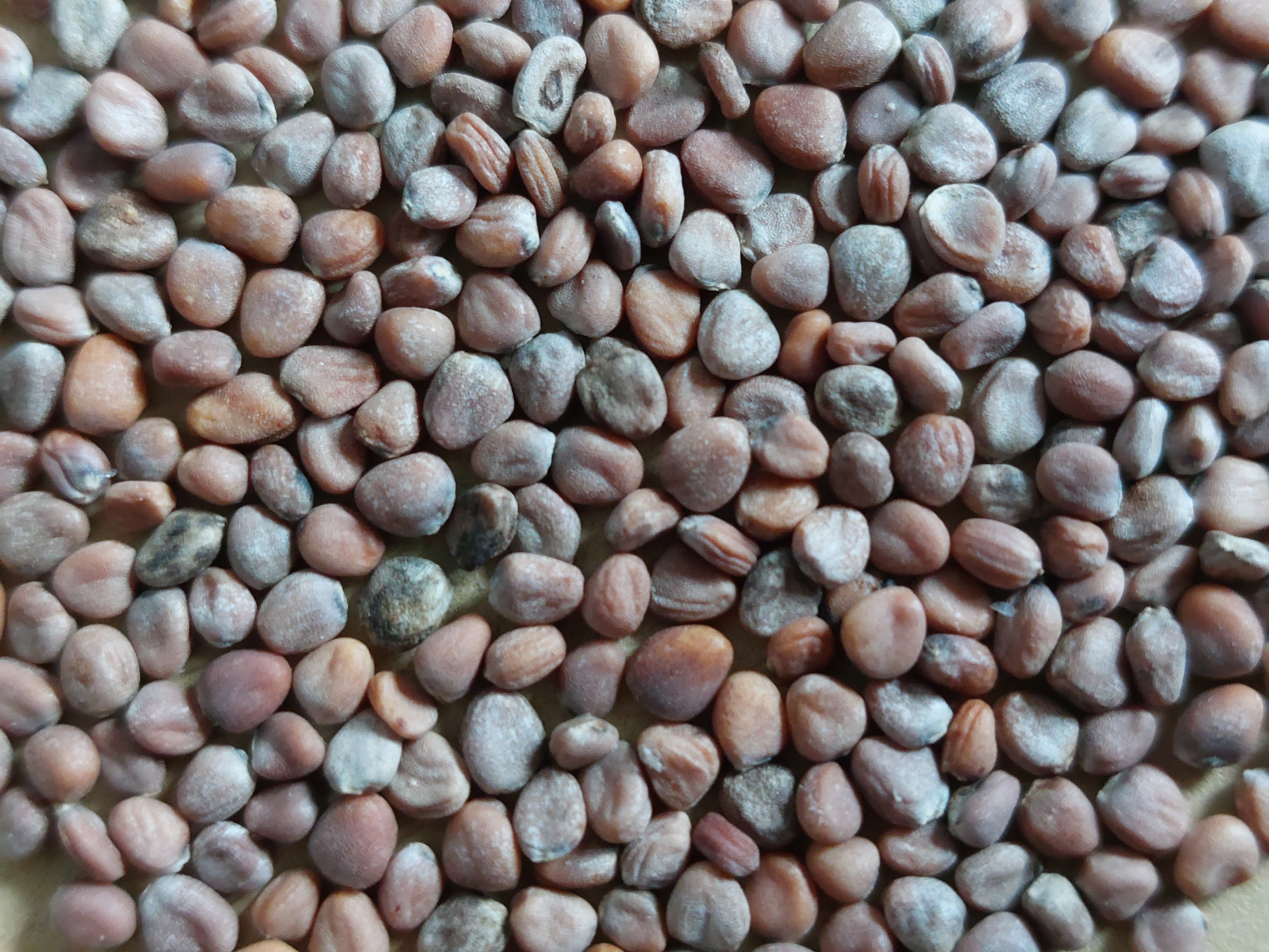 Daikon Radish fruit identification view