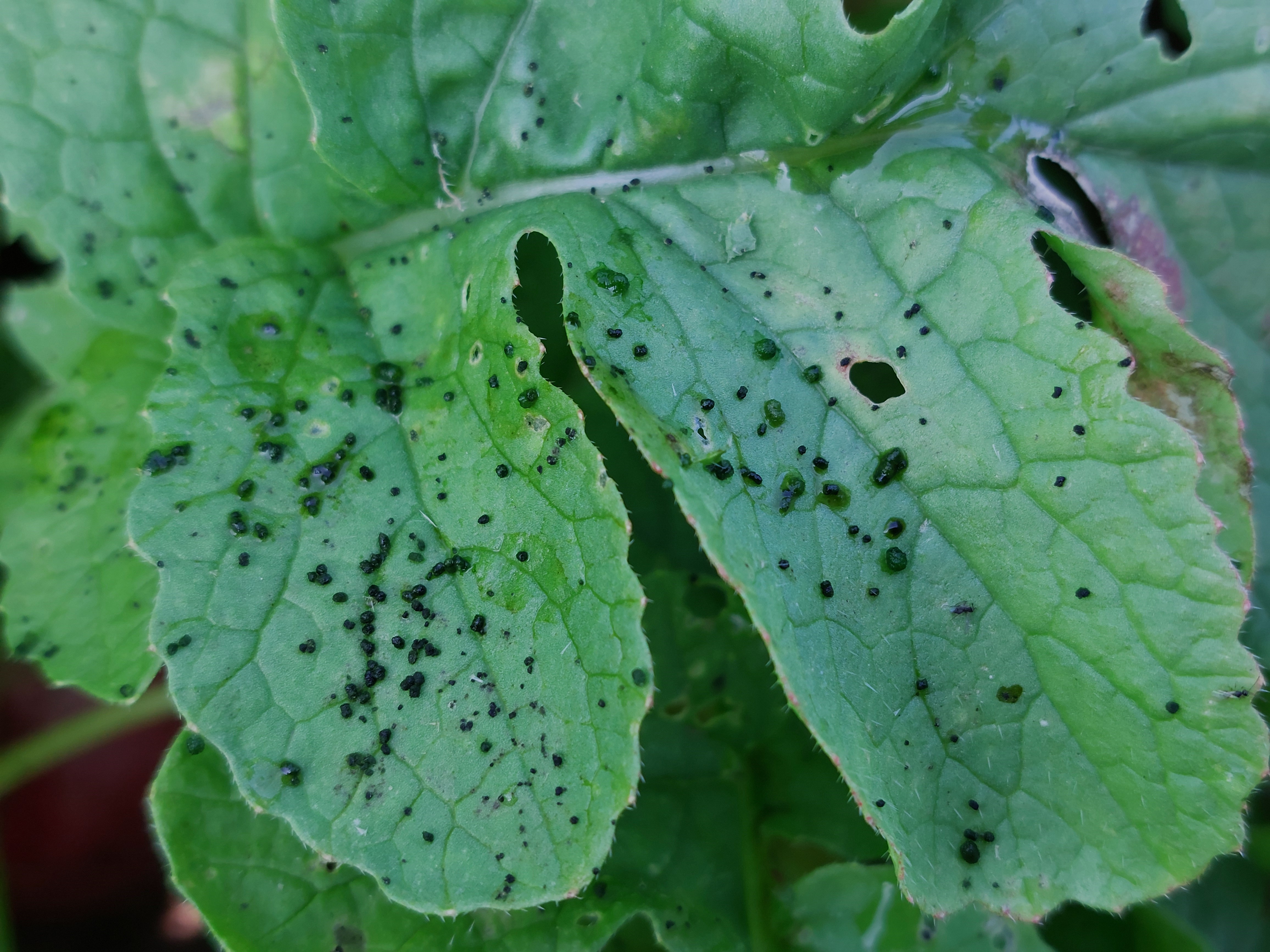 Daikon Radish leaf identification view