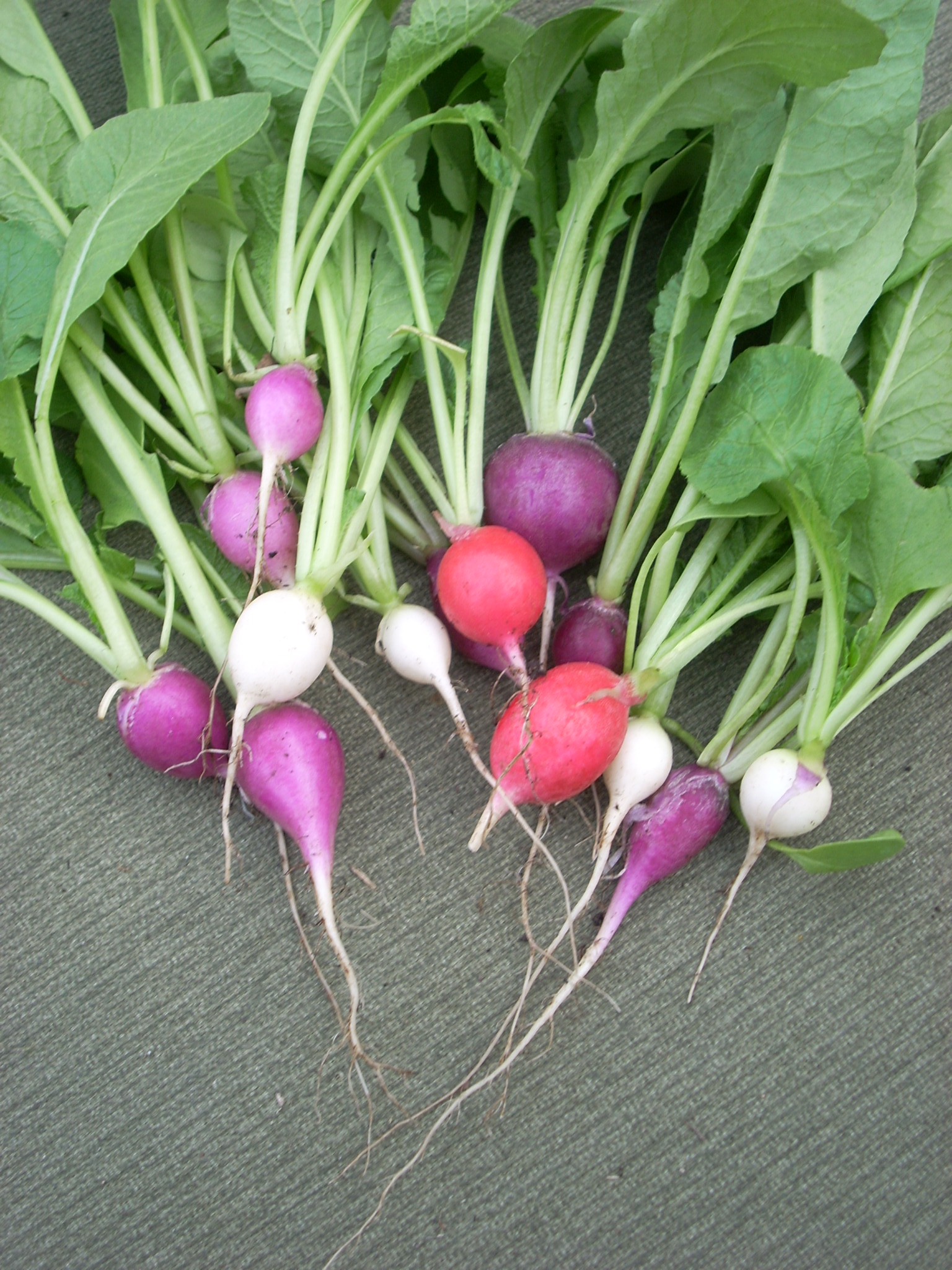Daikon Radish plant identification view