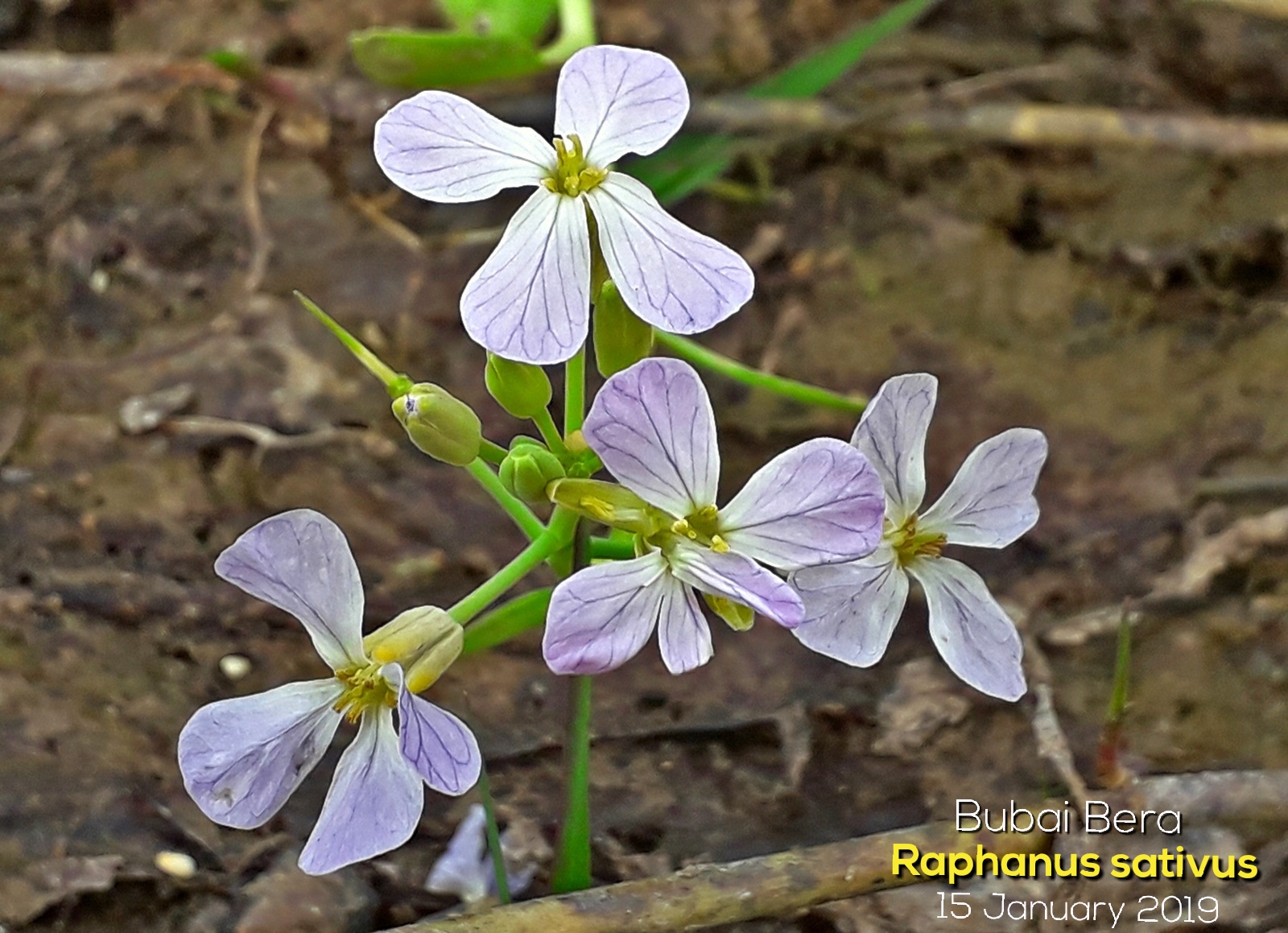 Daikon Radish stem identification view