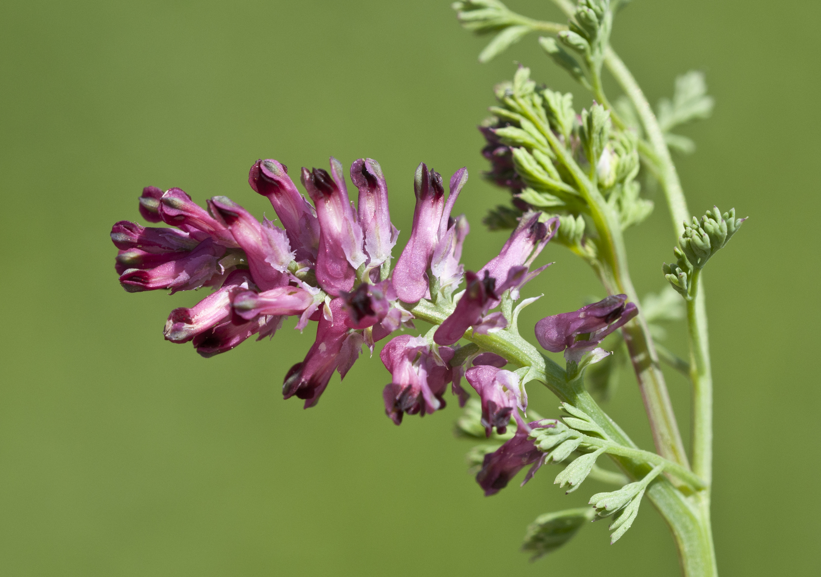 Fumitory flower identification view