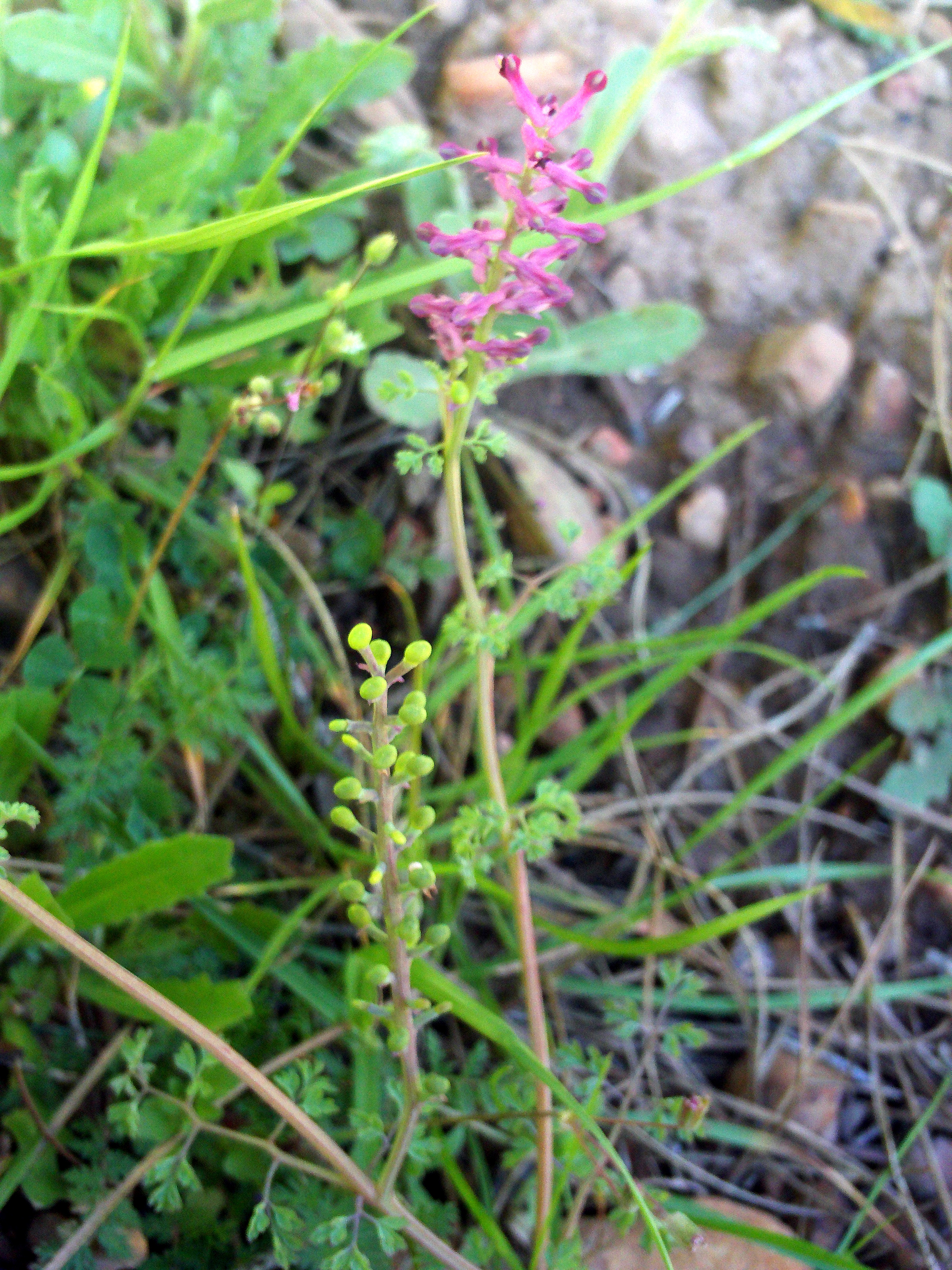 Fumitory fruit identification view