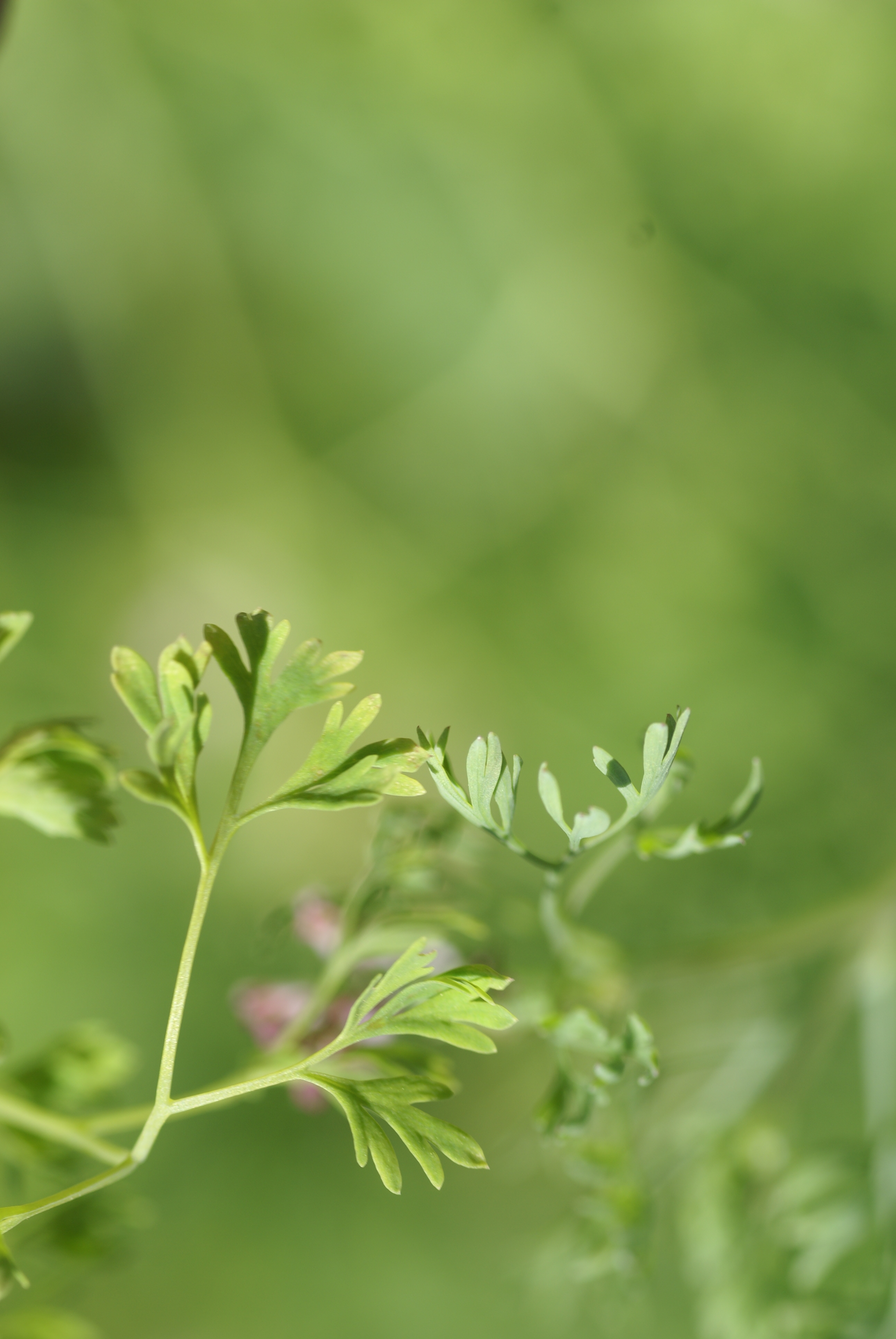 Fumitory leaf identification view