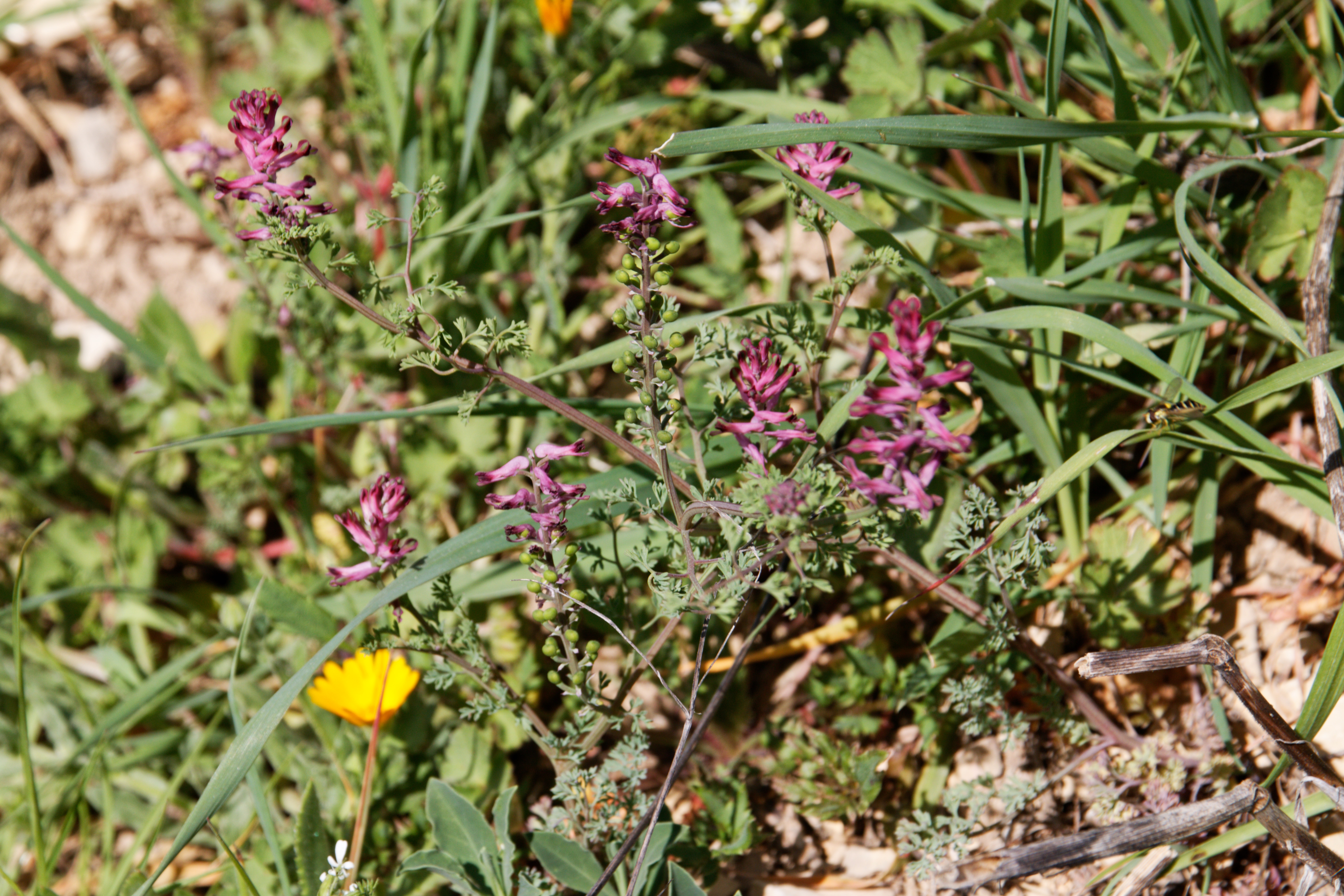 Fumitory stem identification view
