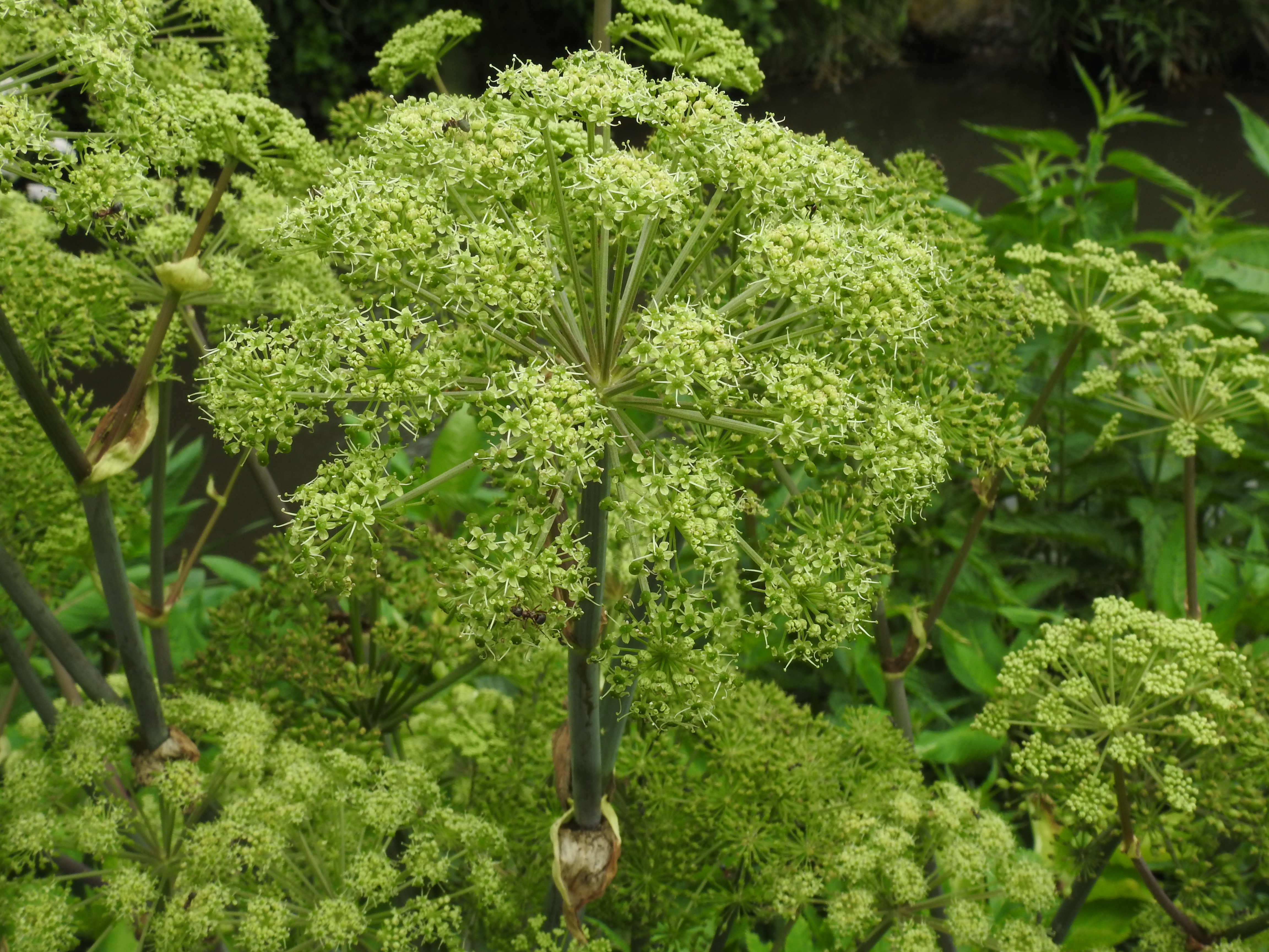 Garden angelica flower identification view