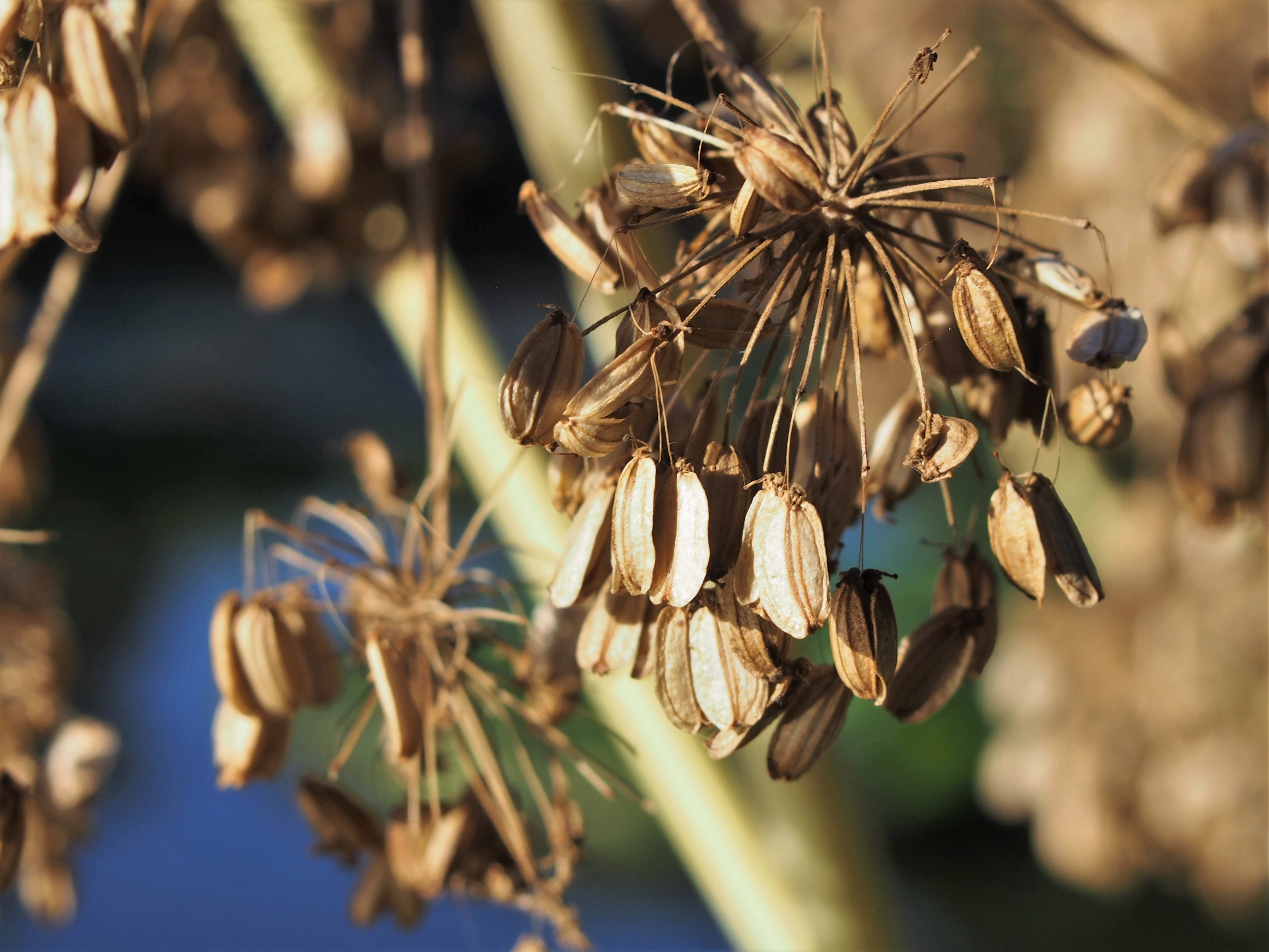 Garden angelica fruit identification view