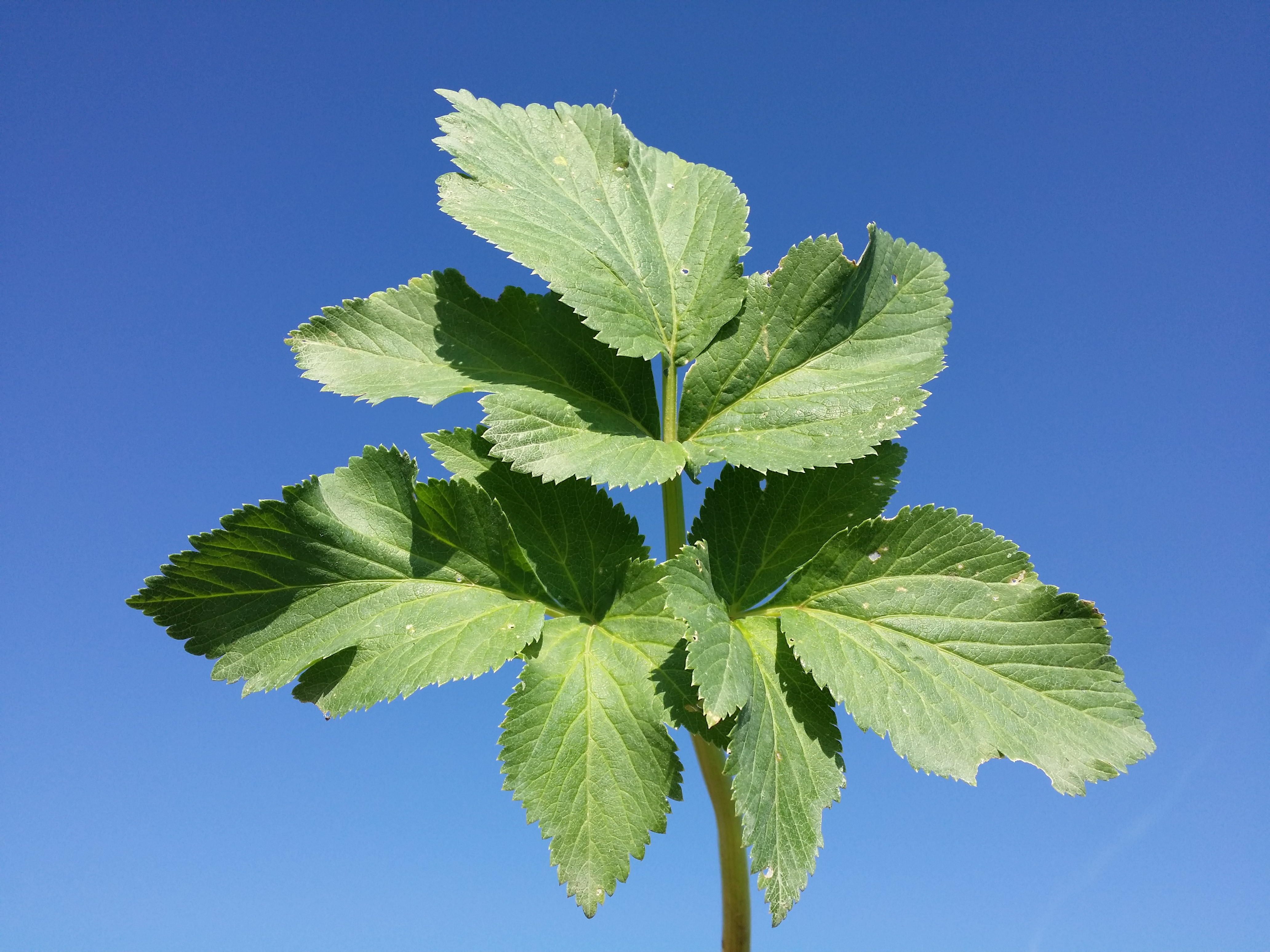 Garden angelica leaf identification view