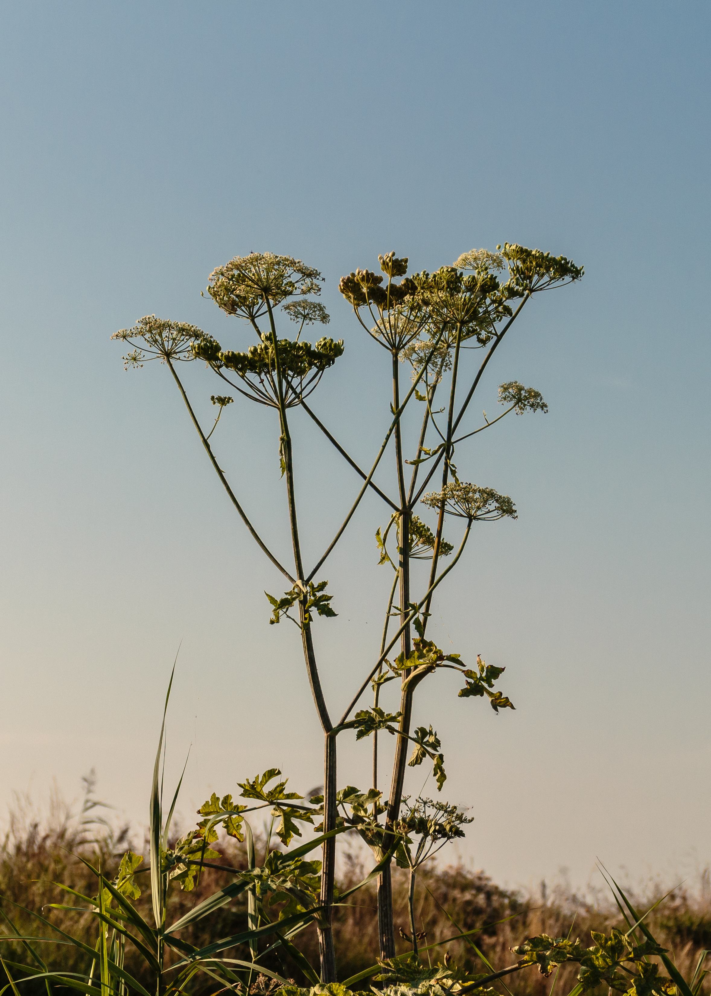 Garden angelica plant identification view