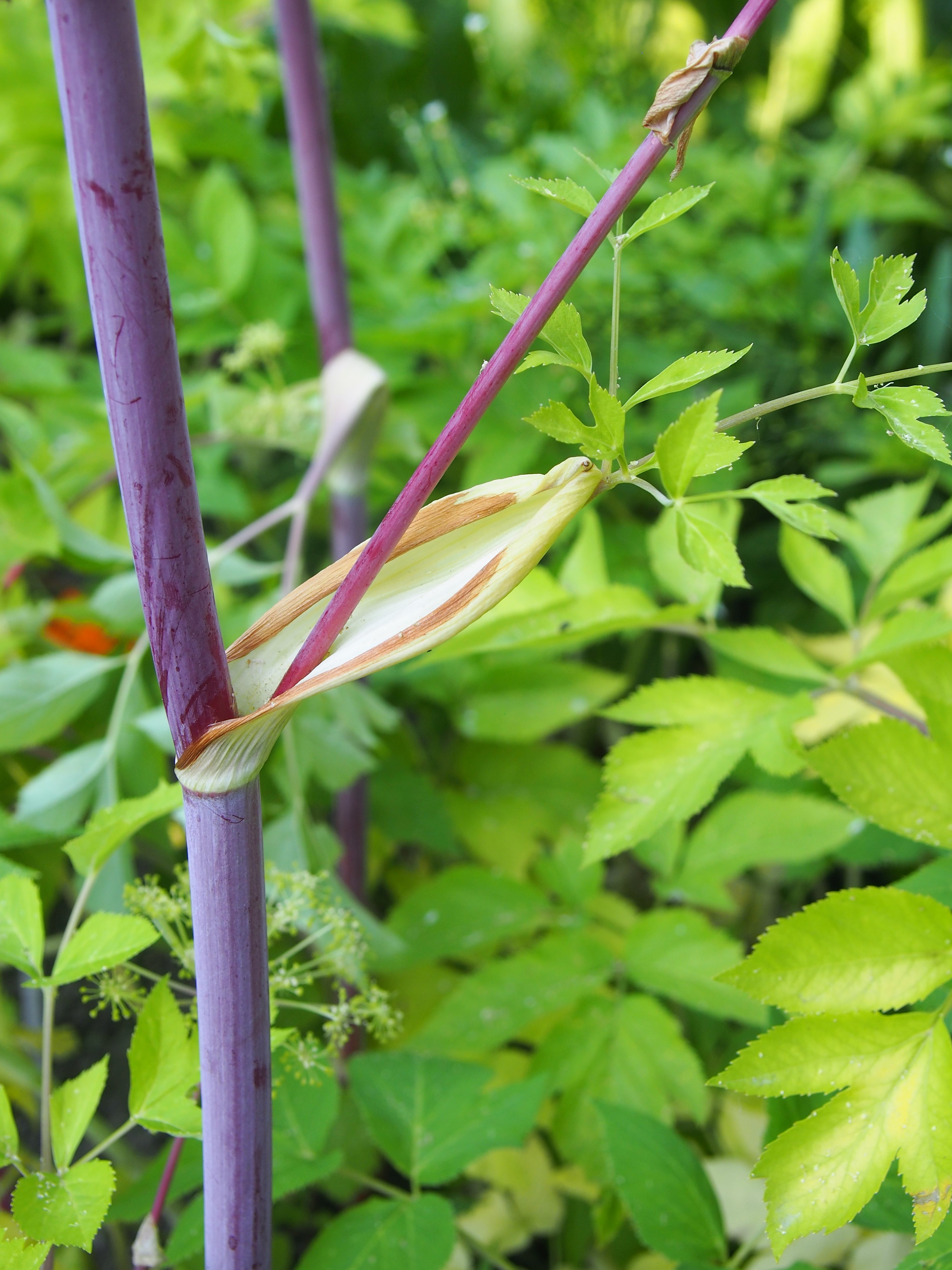 Garden angelica stem identification view
