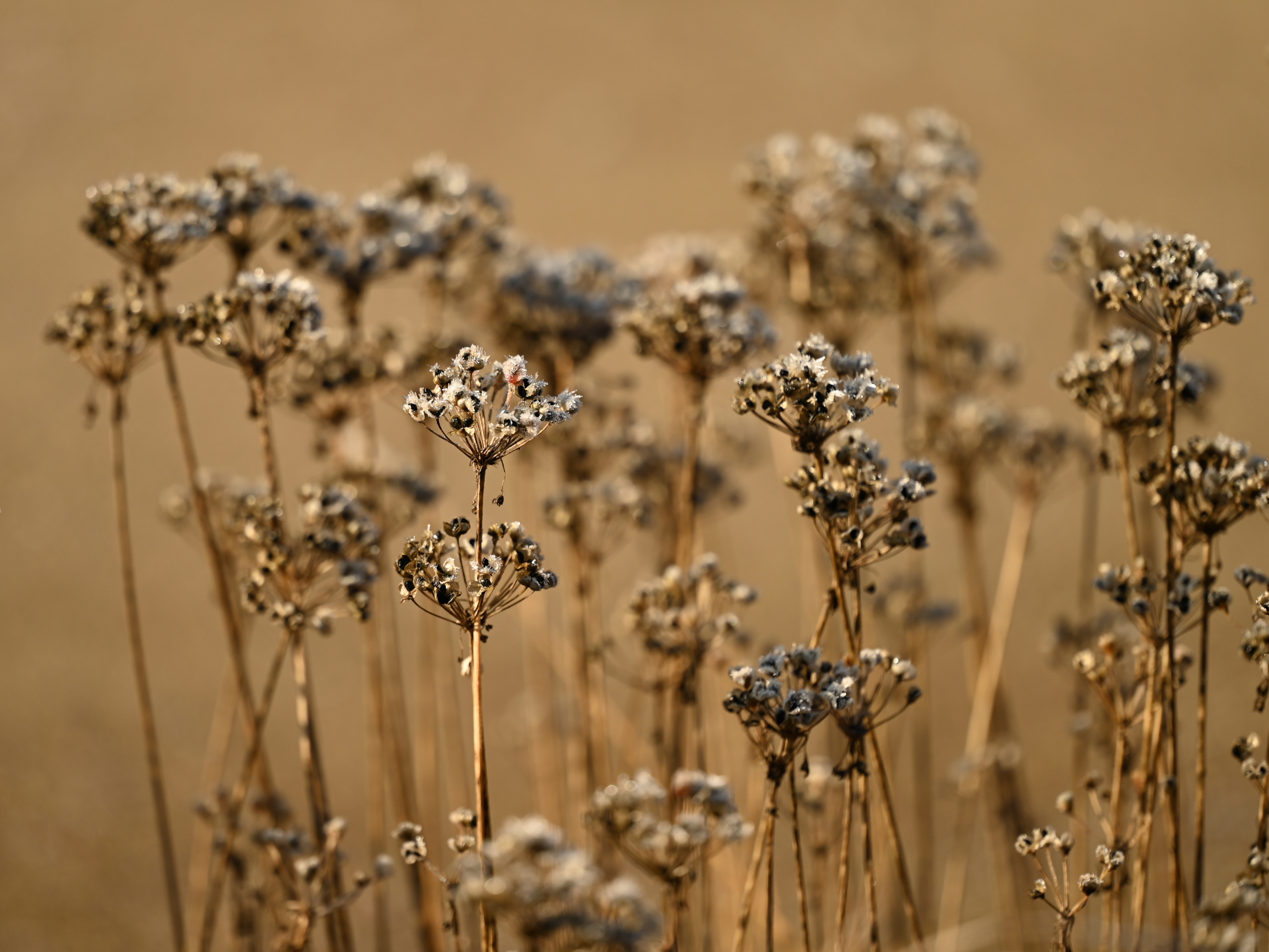 Garlic Chive fruit identification view