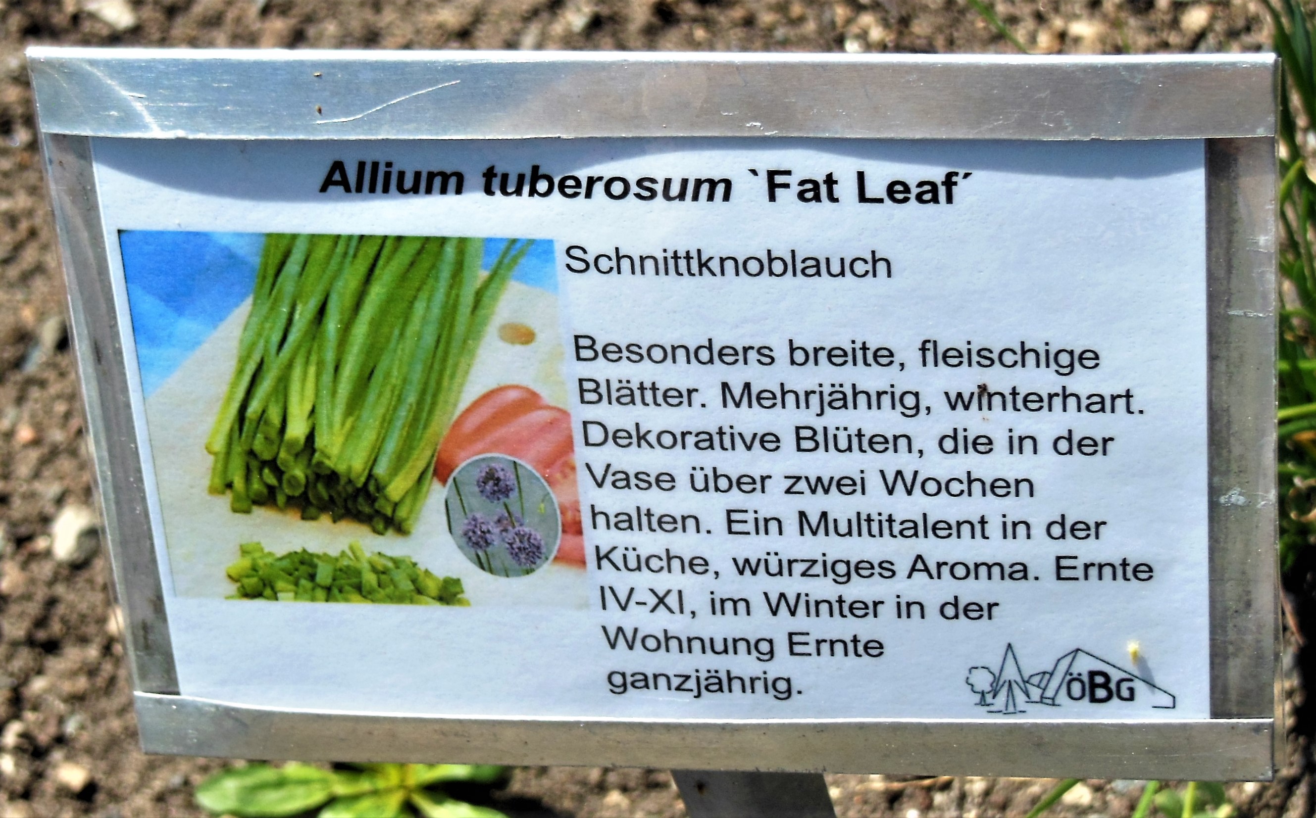 Garlic Chive leaf identification view