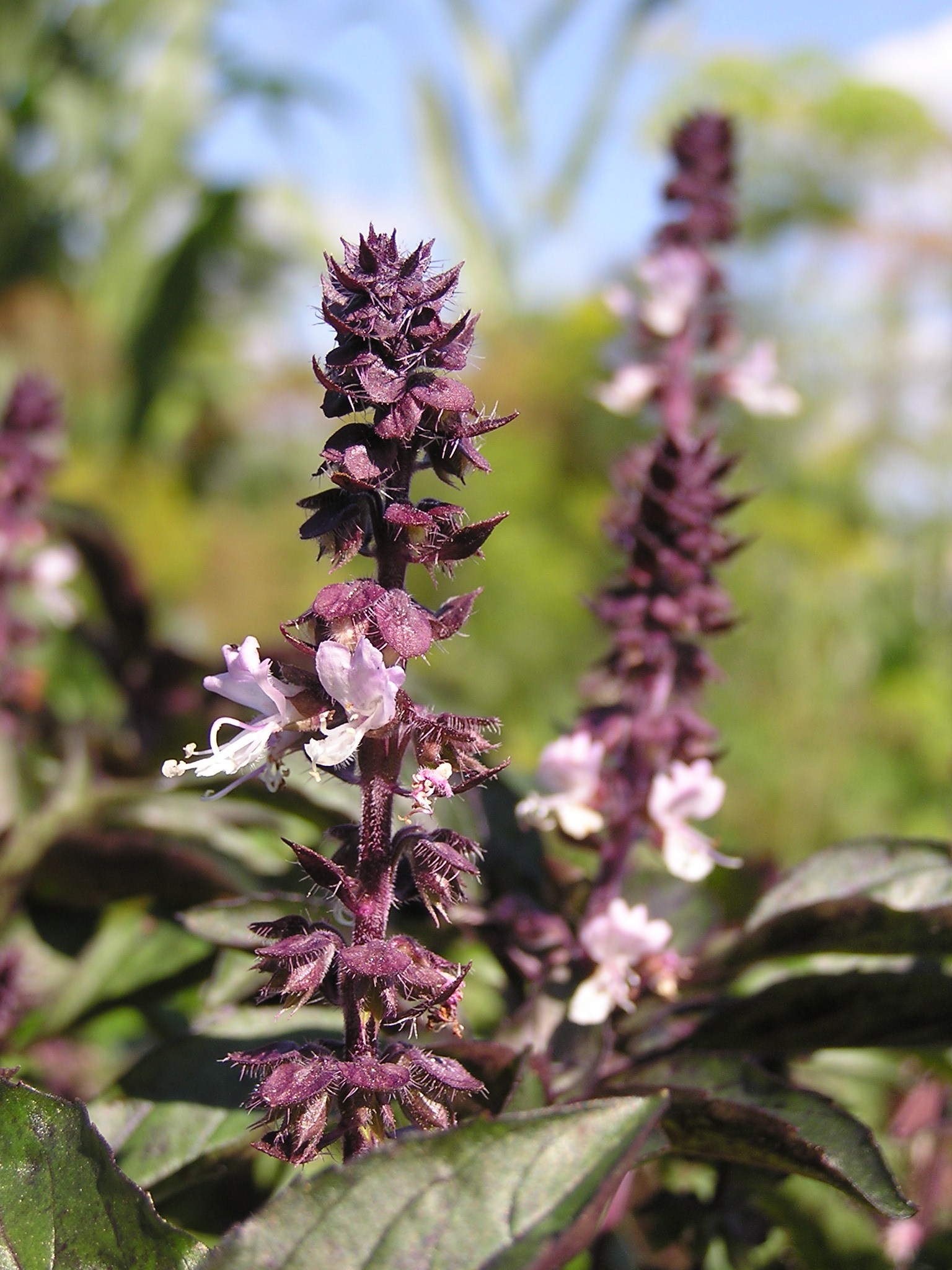 Basil flower identification view