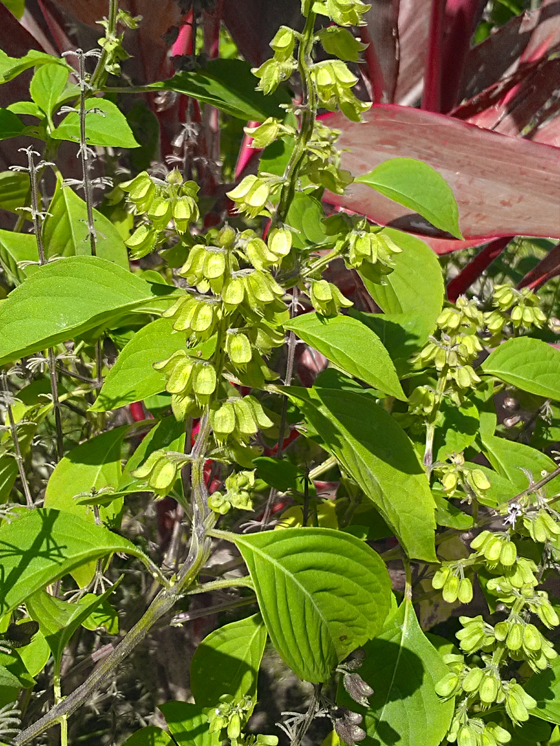 Basil fruit identification view