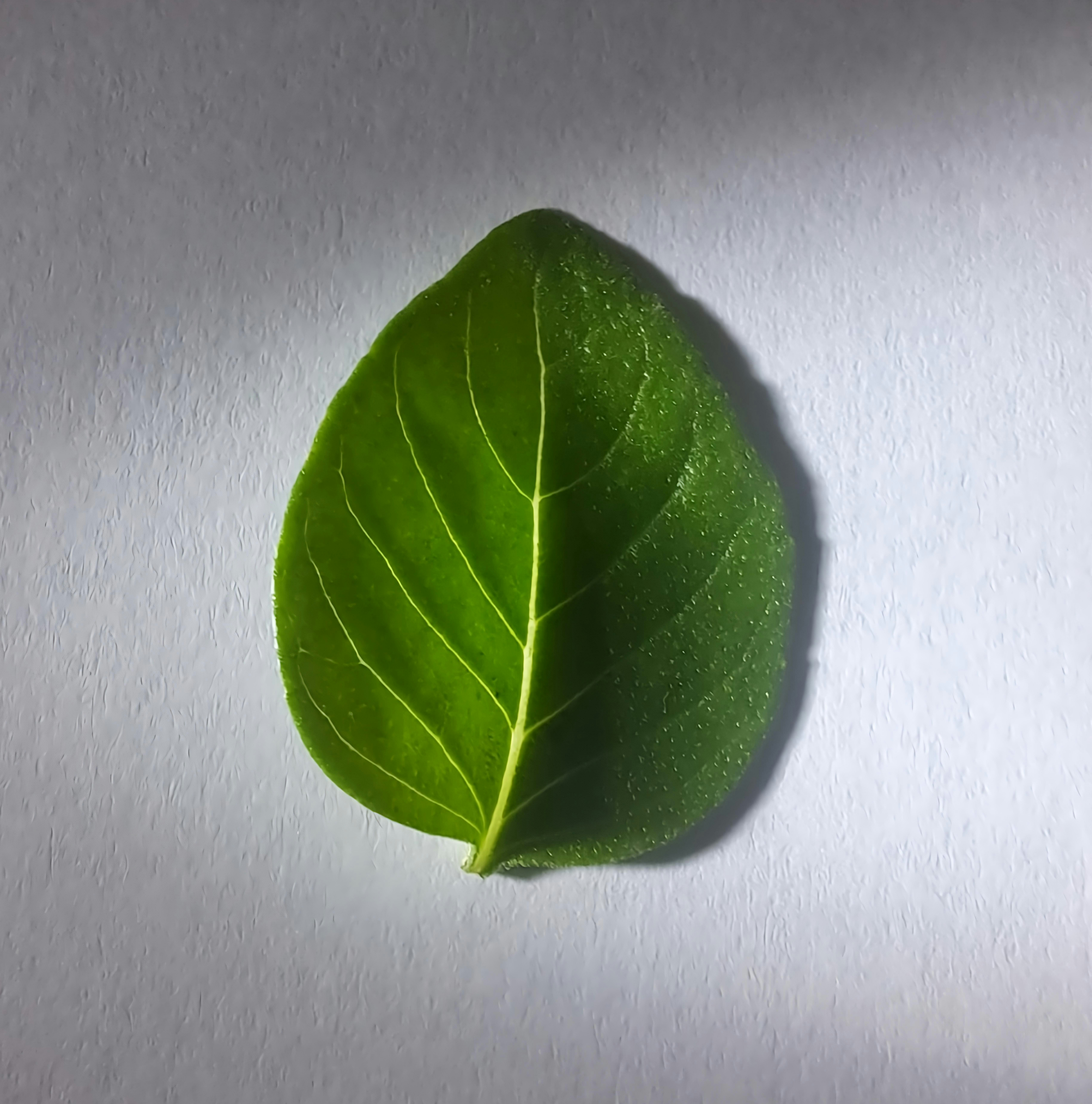 Basil plant identification view