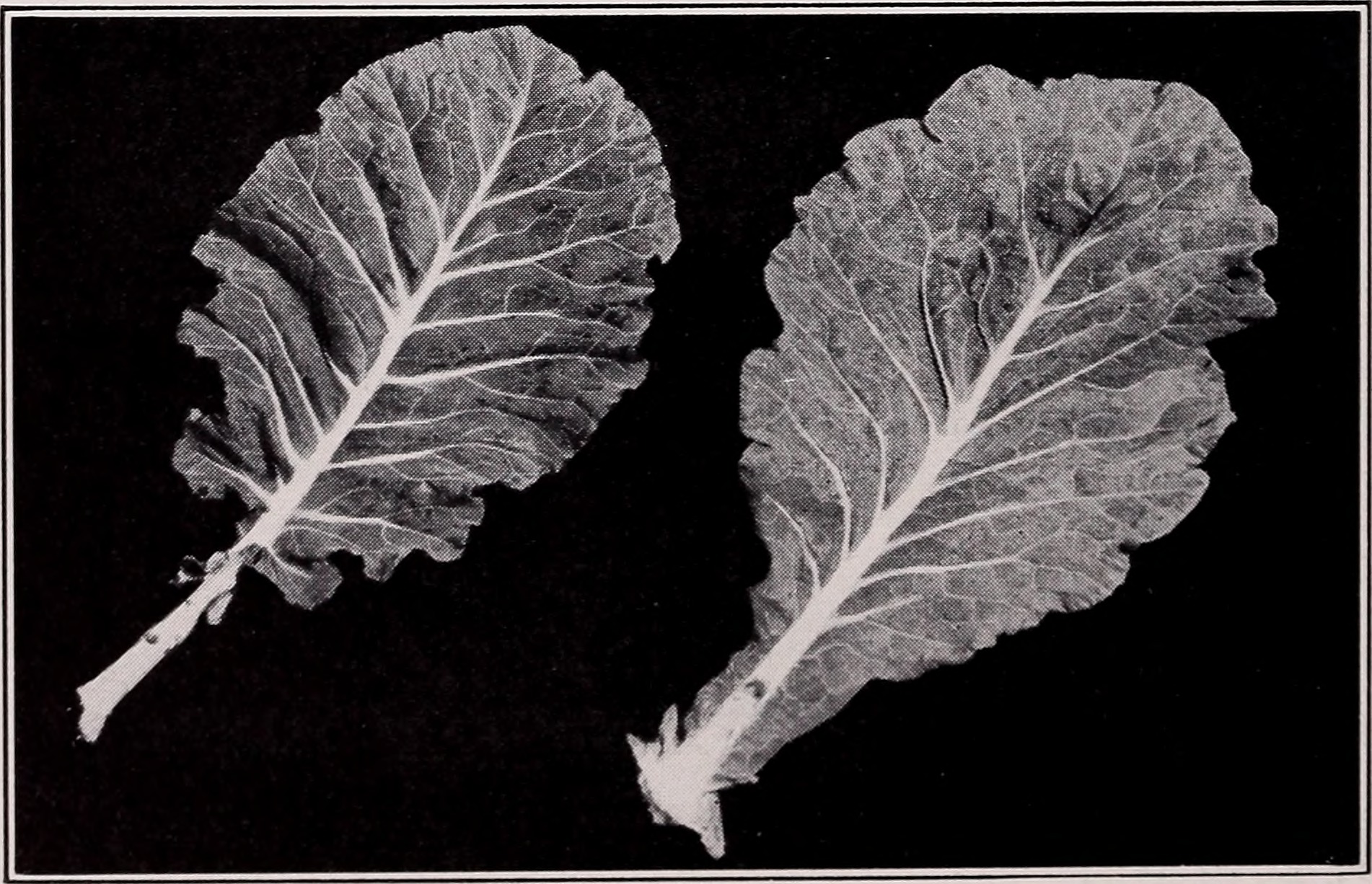 Georgia Southern Collard flower identification view