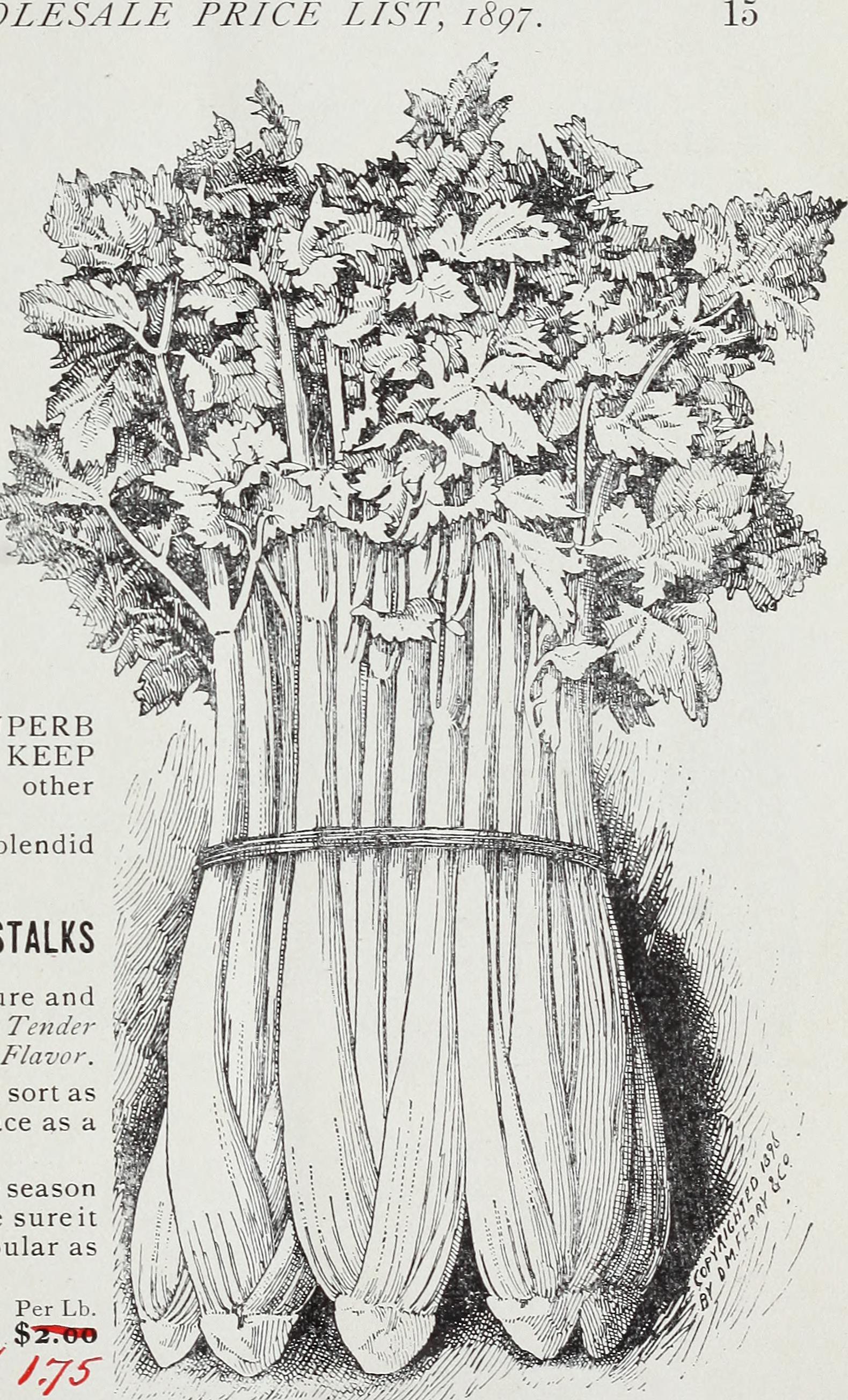 Georgia Southern Collard fruit identification view
