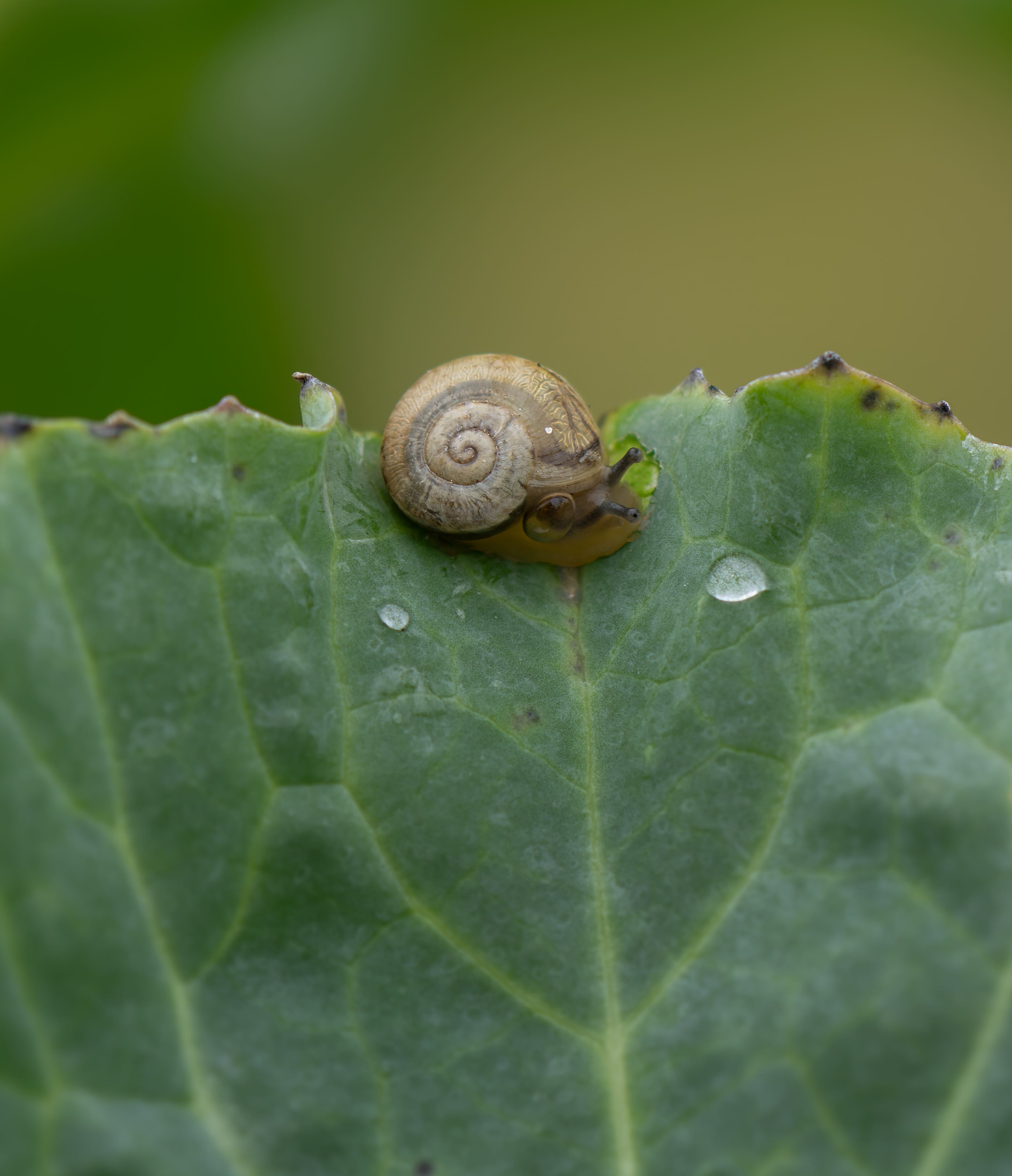 Georgia Southern Collard leaf identification view