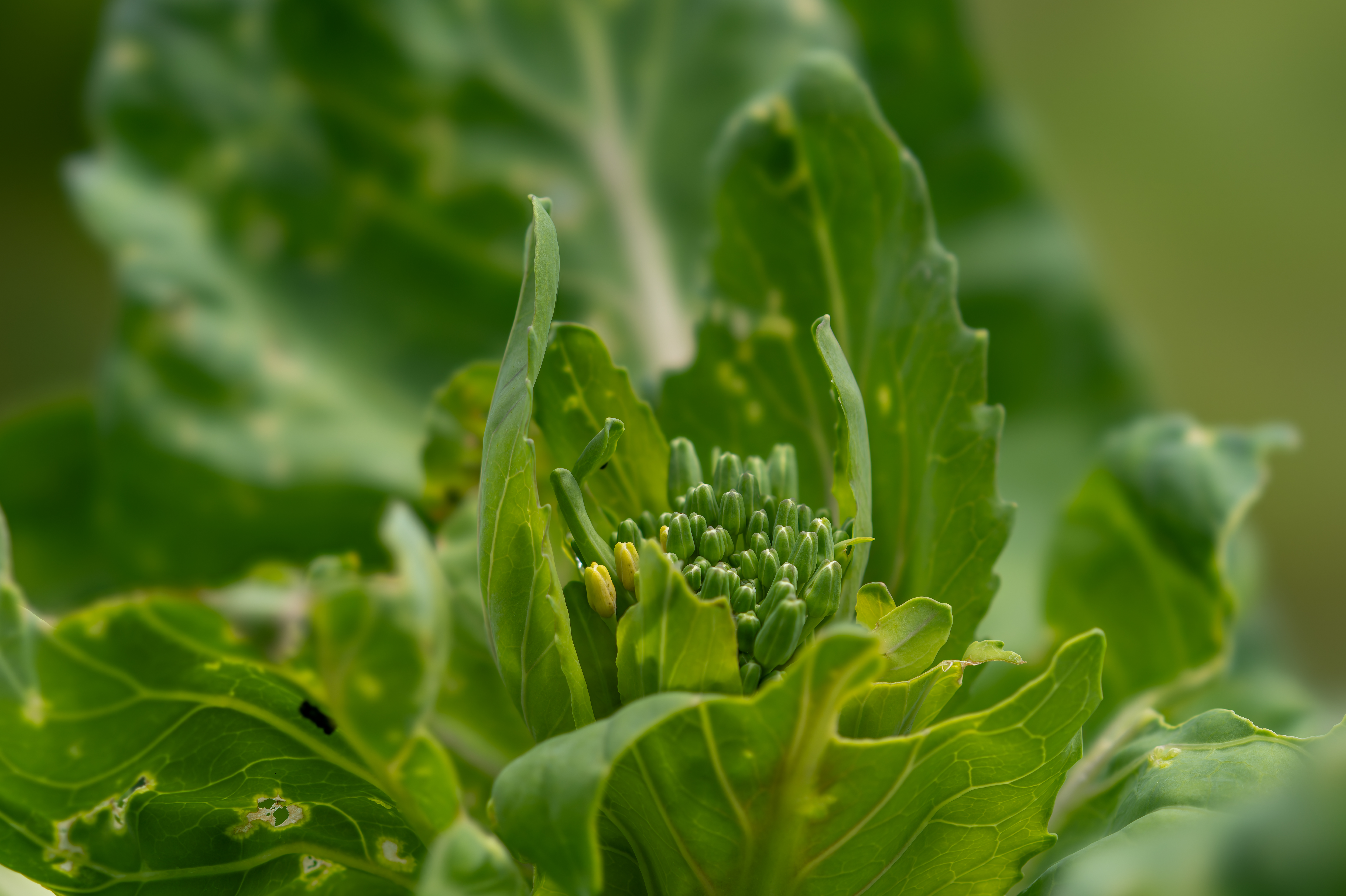 Georgia Southern Collard plant identification view
