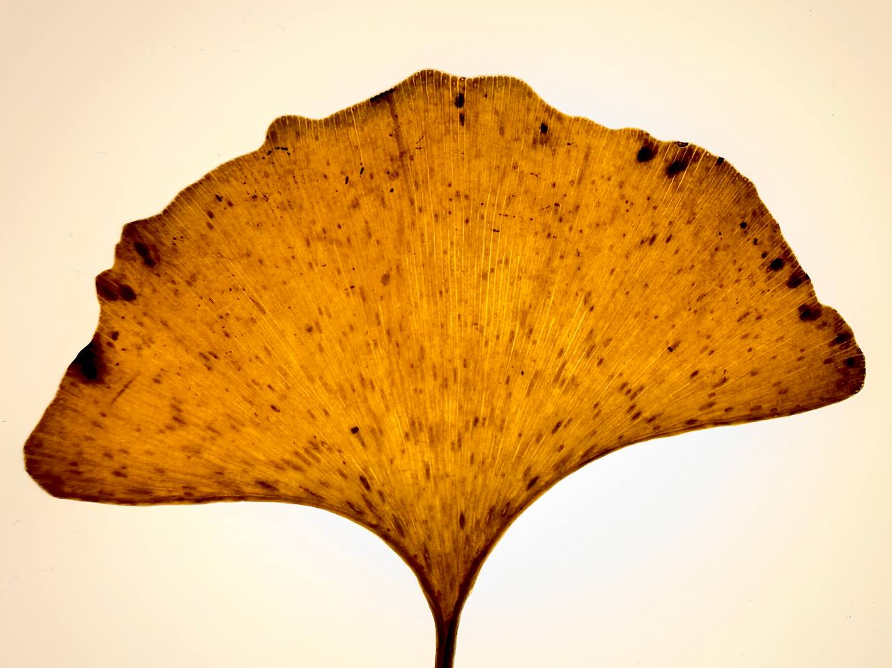 Ginkgo leaf identification view