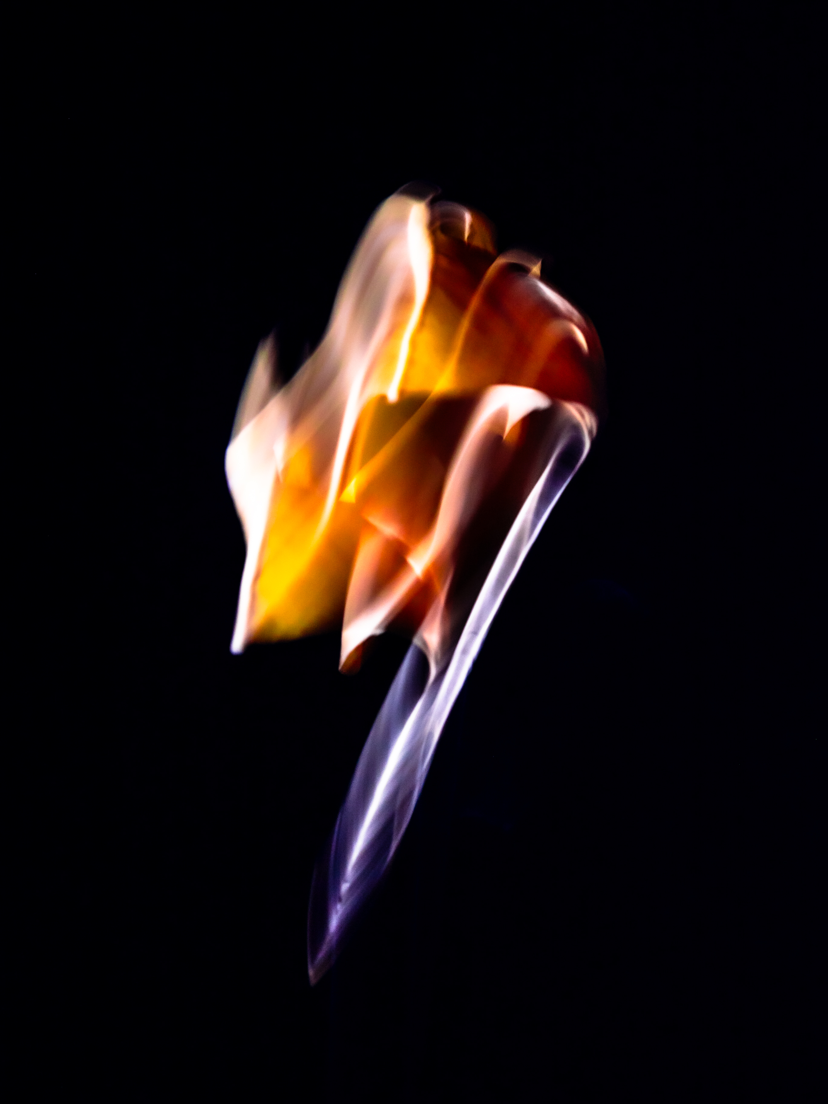 Ginkgo plant identification view