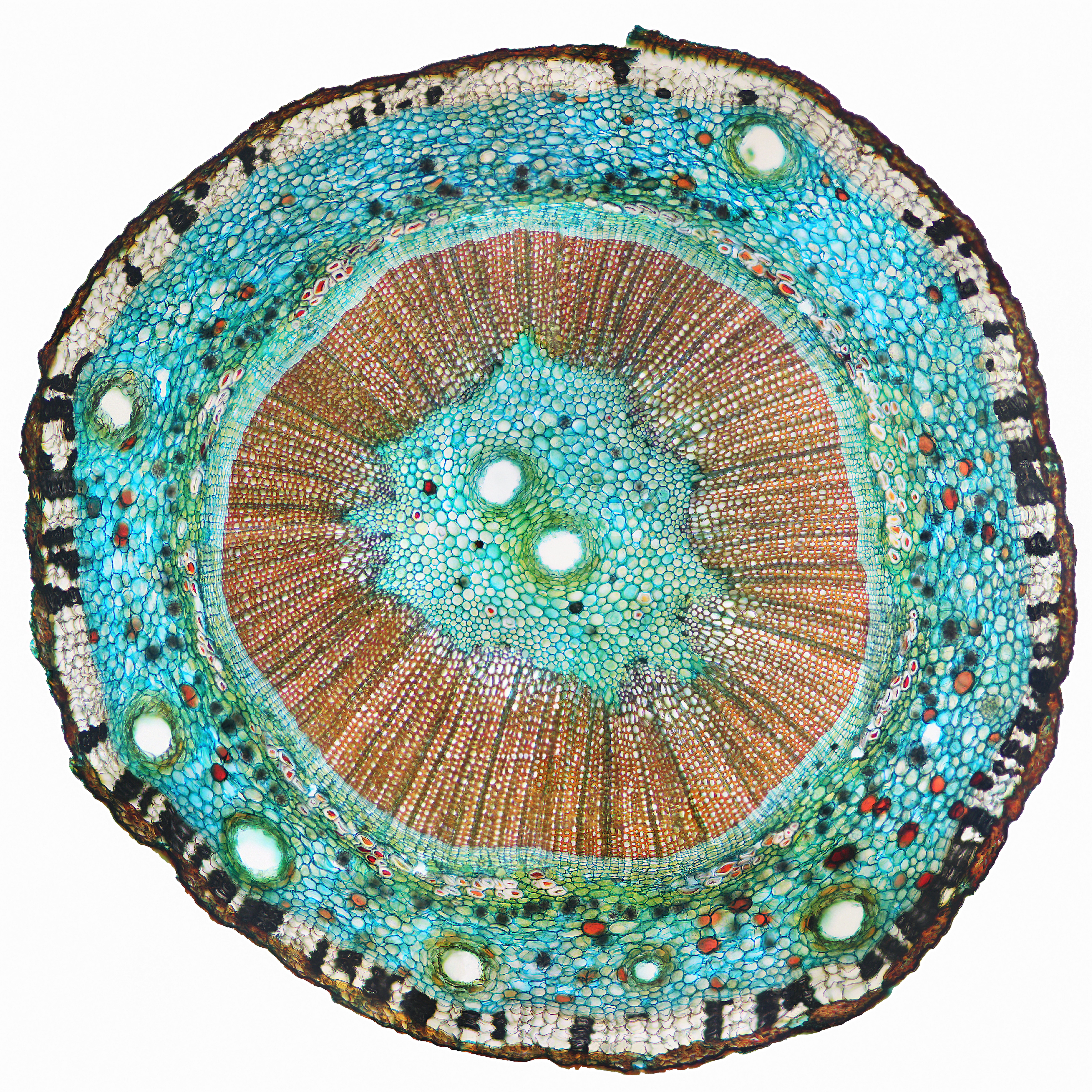 Ginkgo stem identification view
