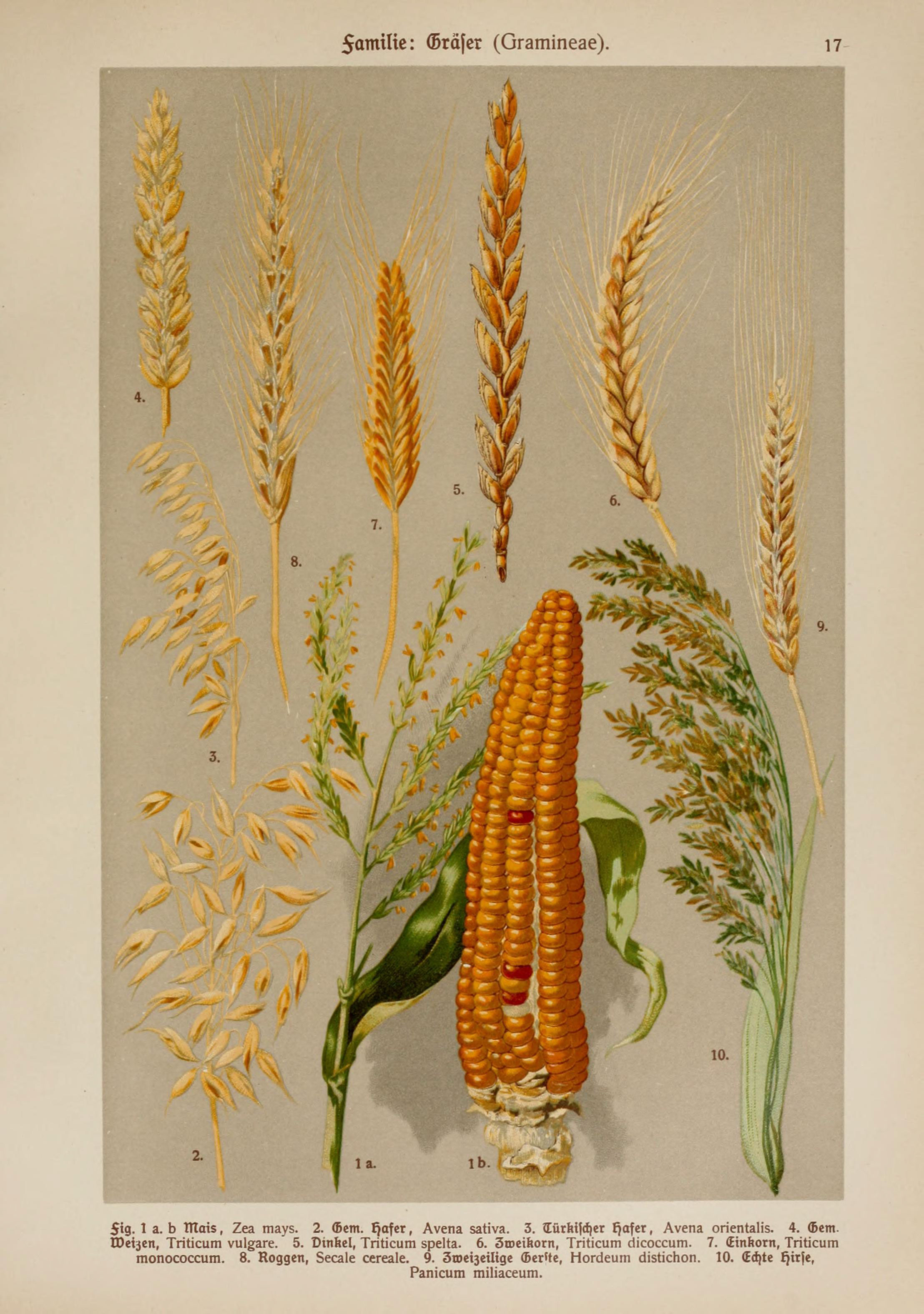 Glass Gem Corn flower identification view