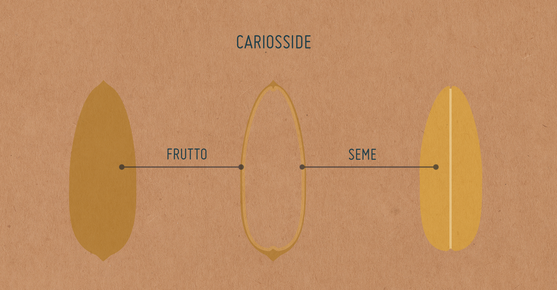 Glass Gem Corn fruit identification view