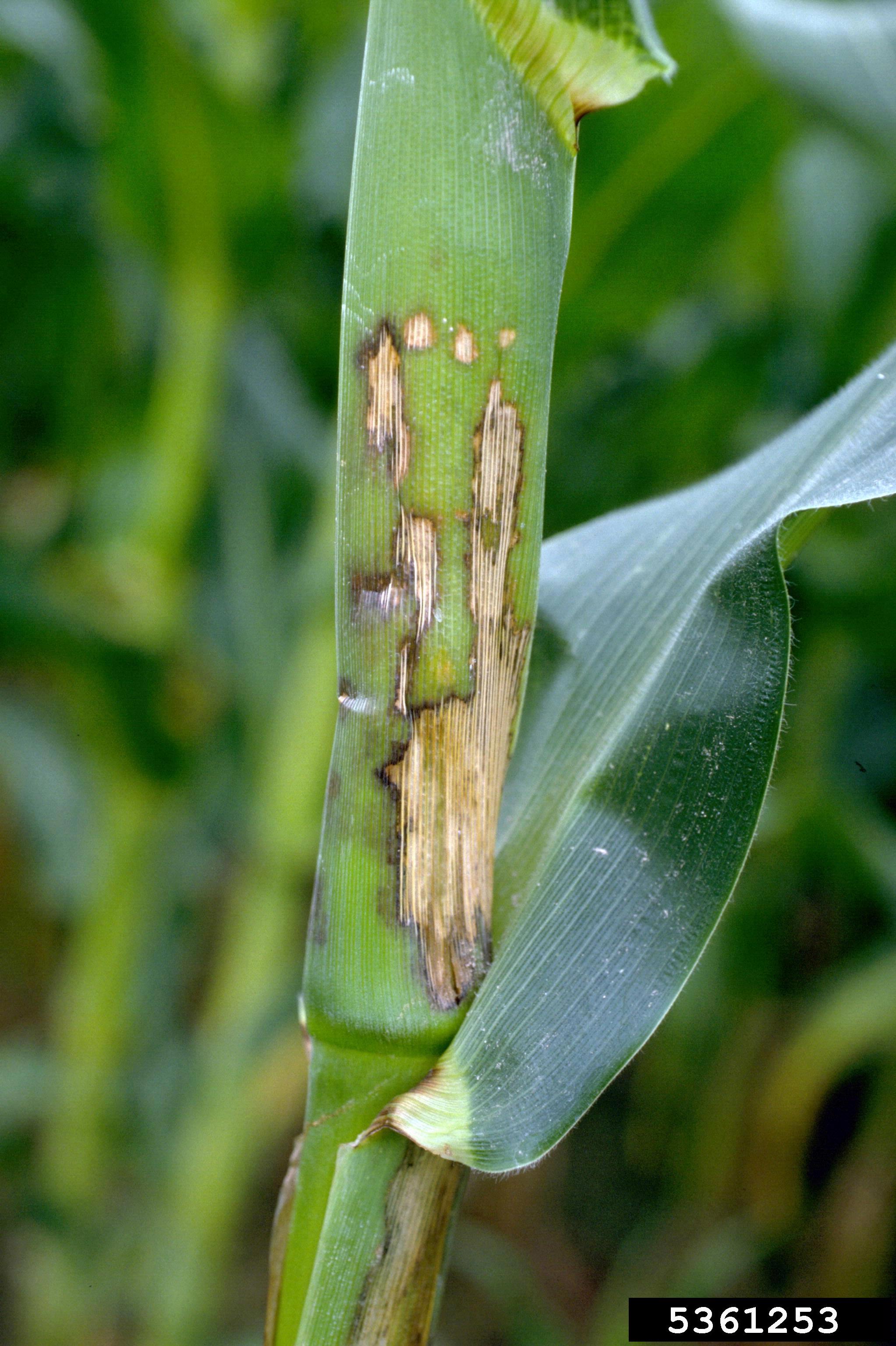 Glass Gem Corn leaf identification view