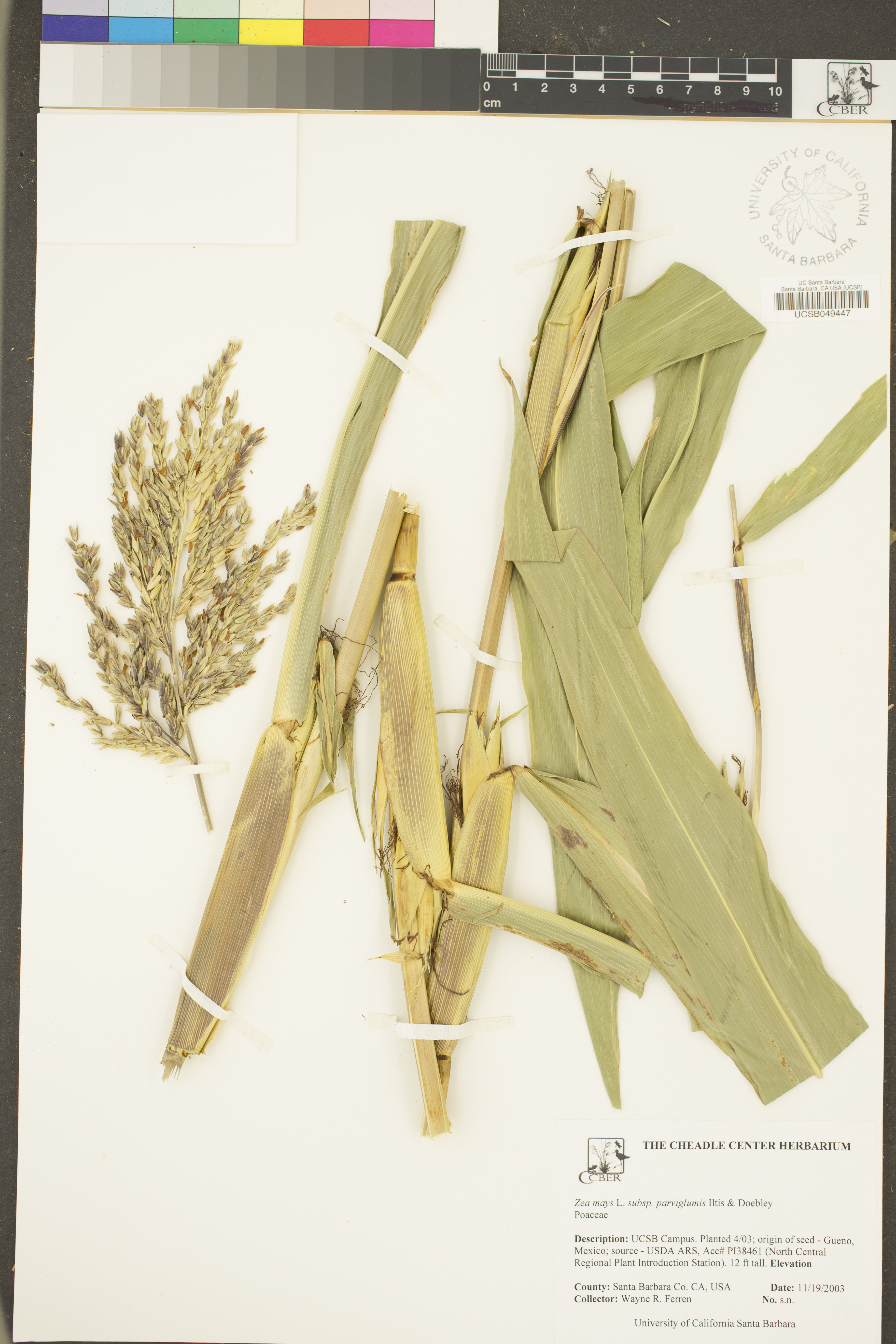 Glass Gem Corn plant identification view