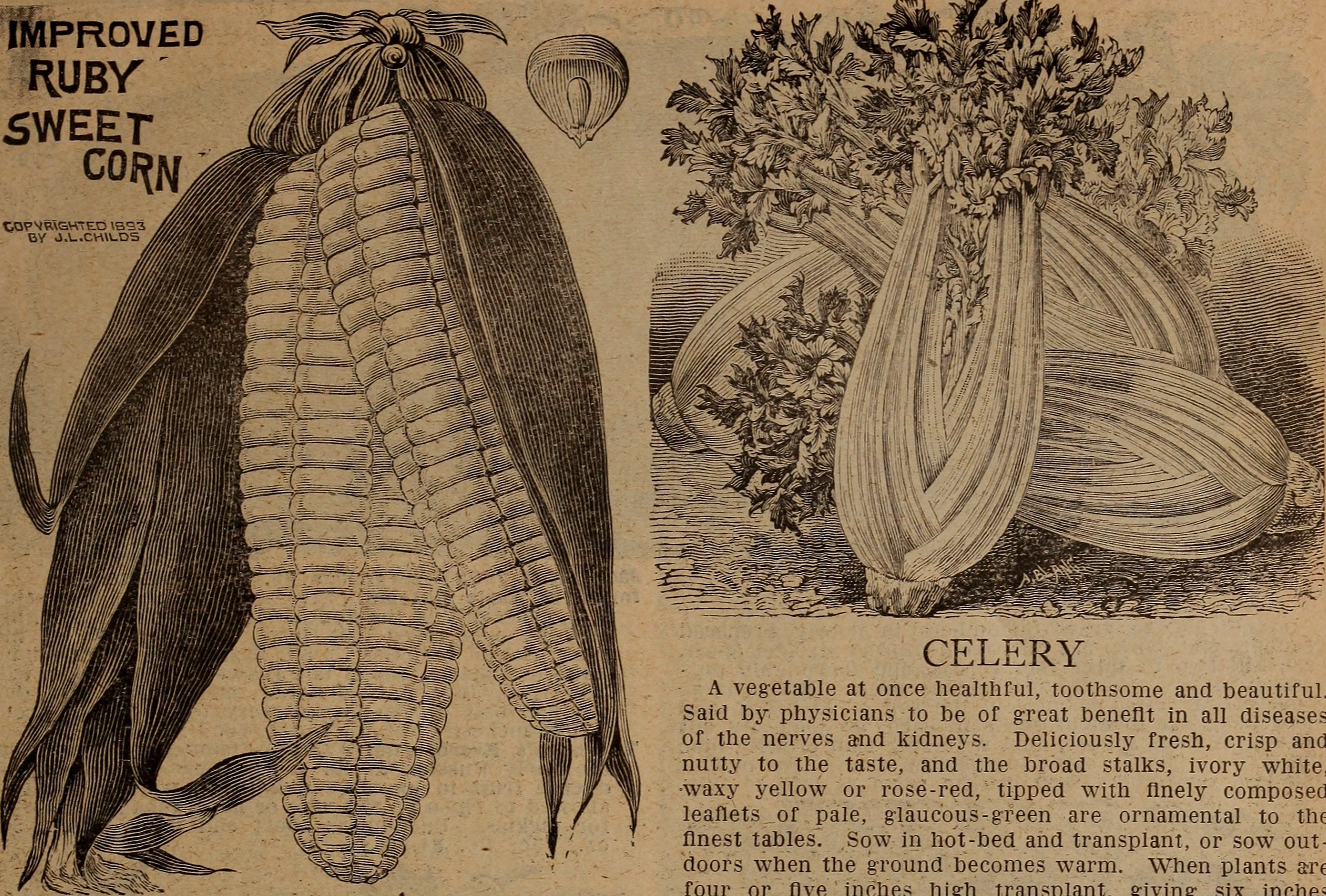 Glass Gem Corn stem identification view