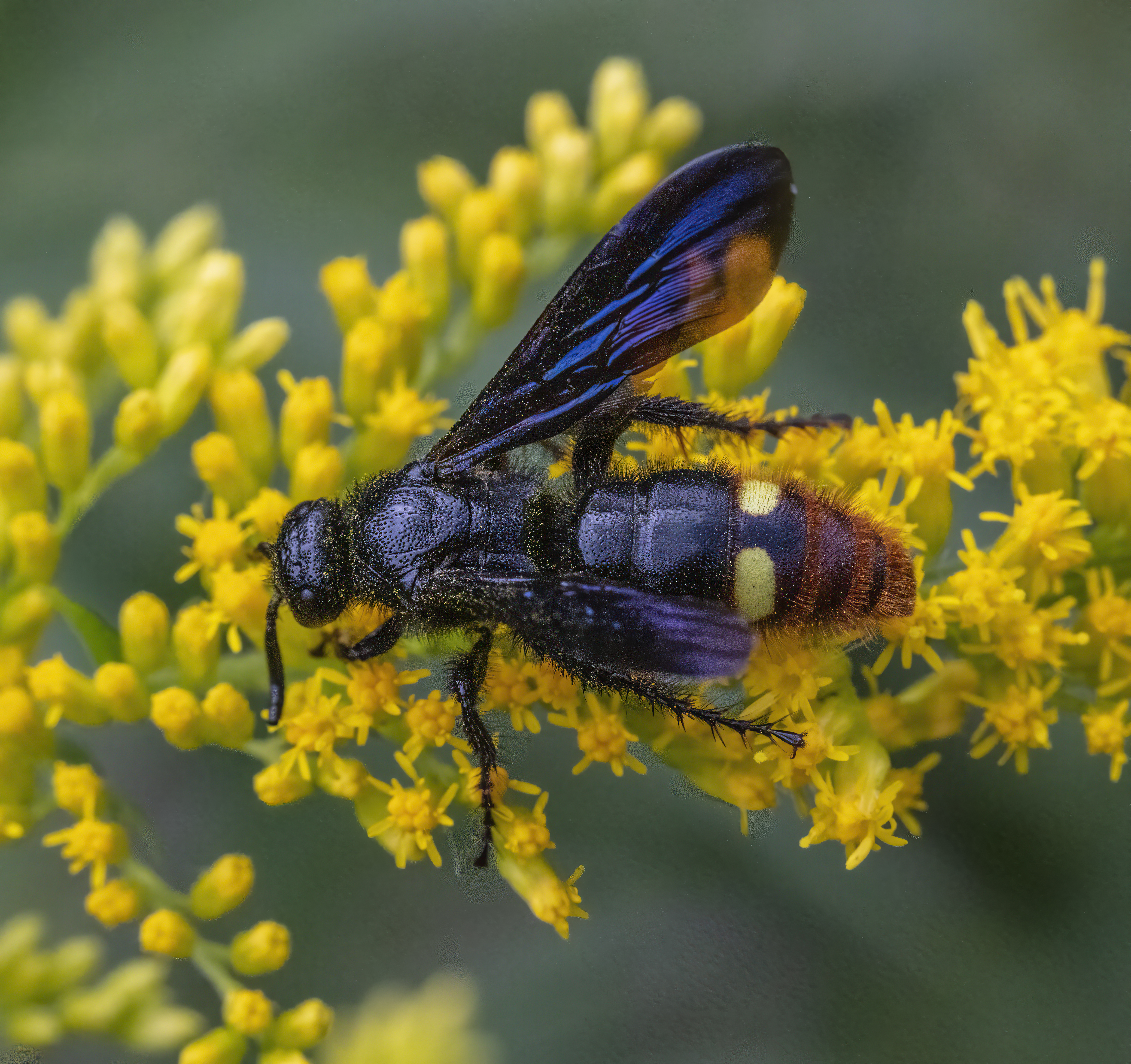 Goldenrod flower identification view