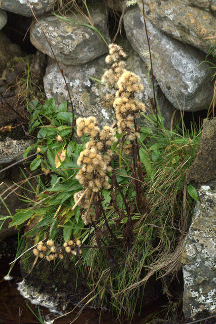 Goldenrod fruit identification view