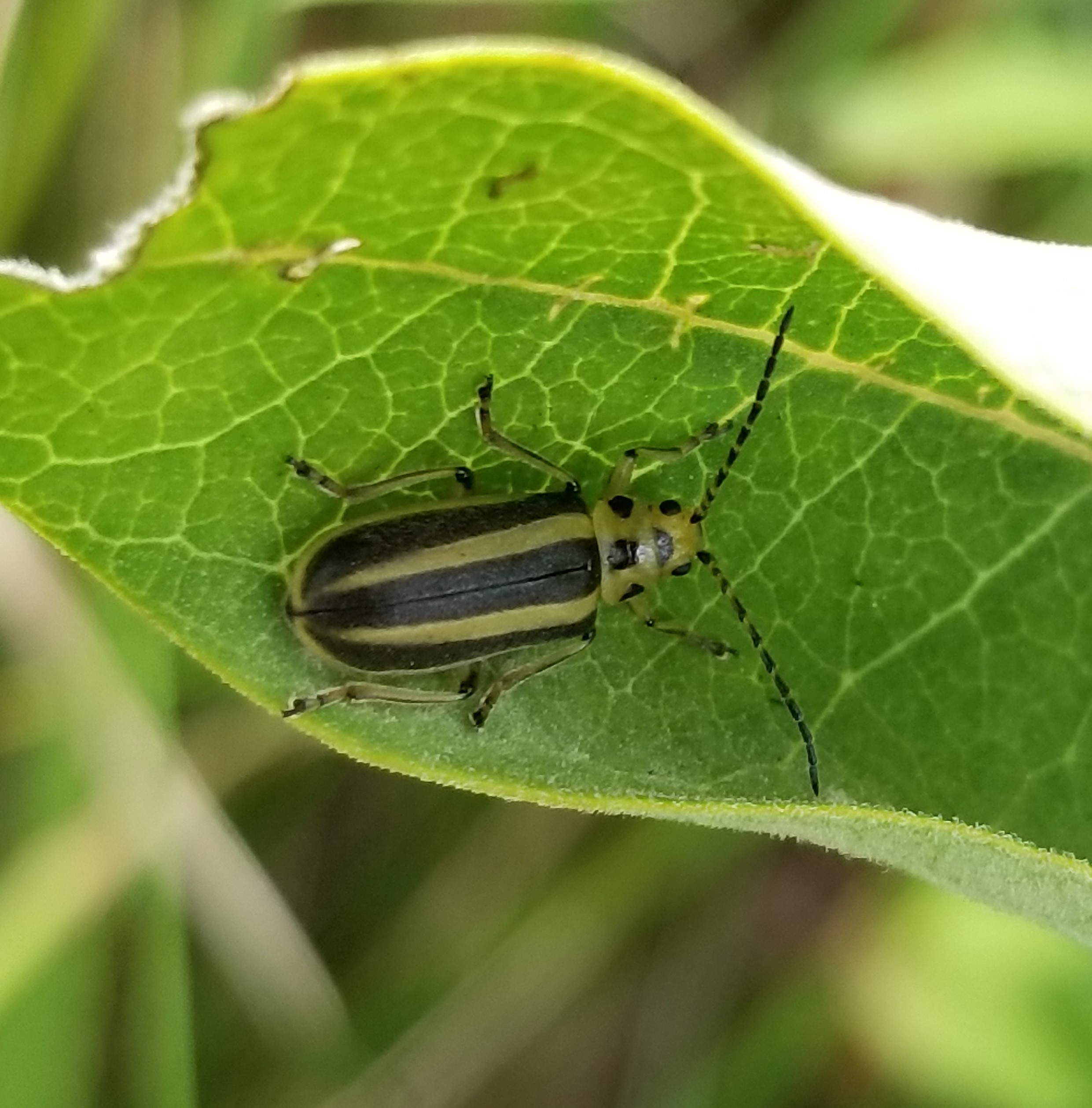 Goldenrod leaf identification view