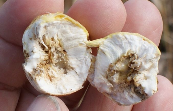 Goldenrod stem identification view