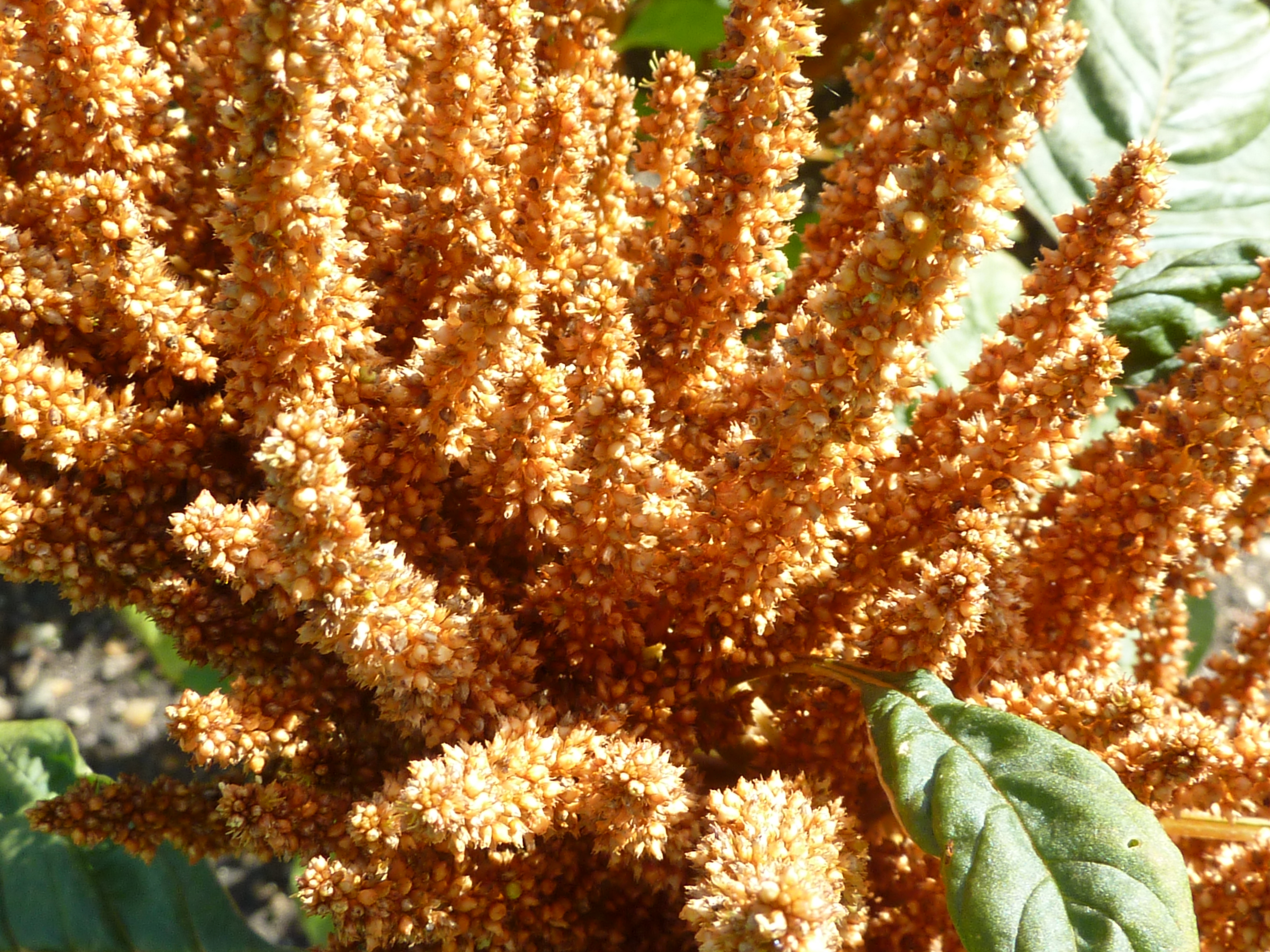 Grain Amaranth flower identification view