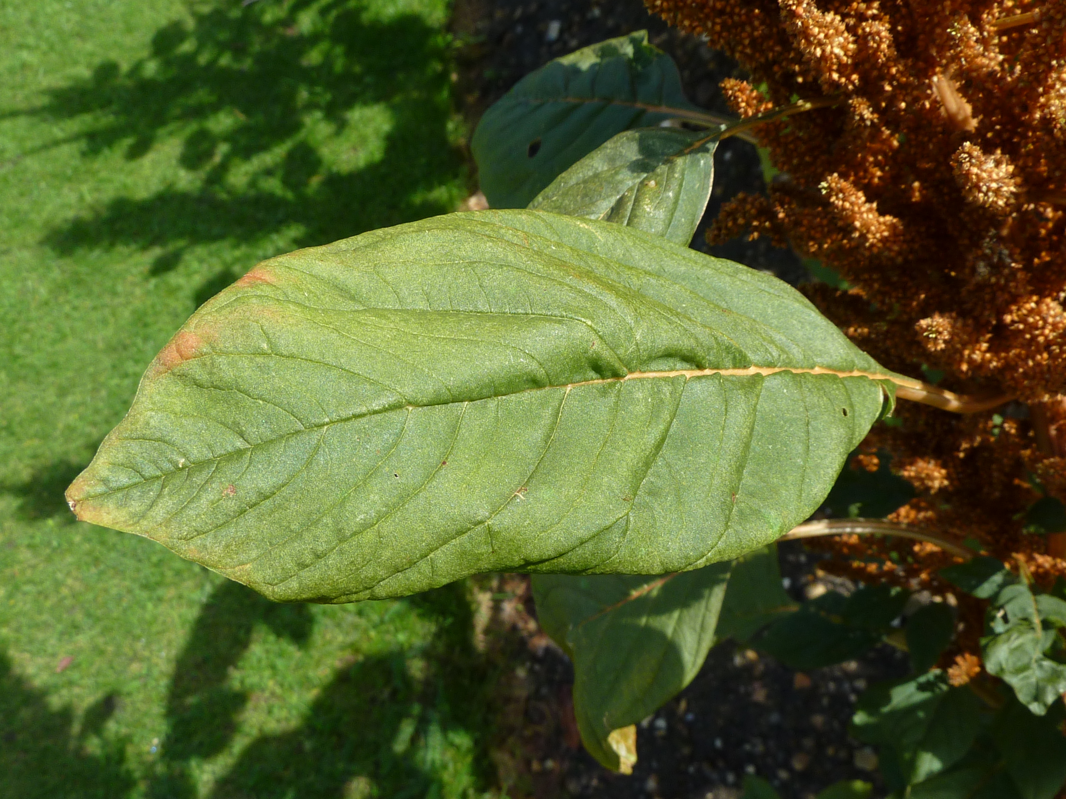 Grain Amaranth leaf identification view
