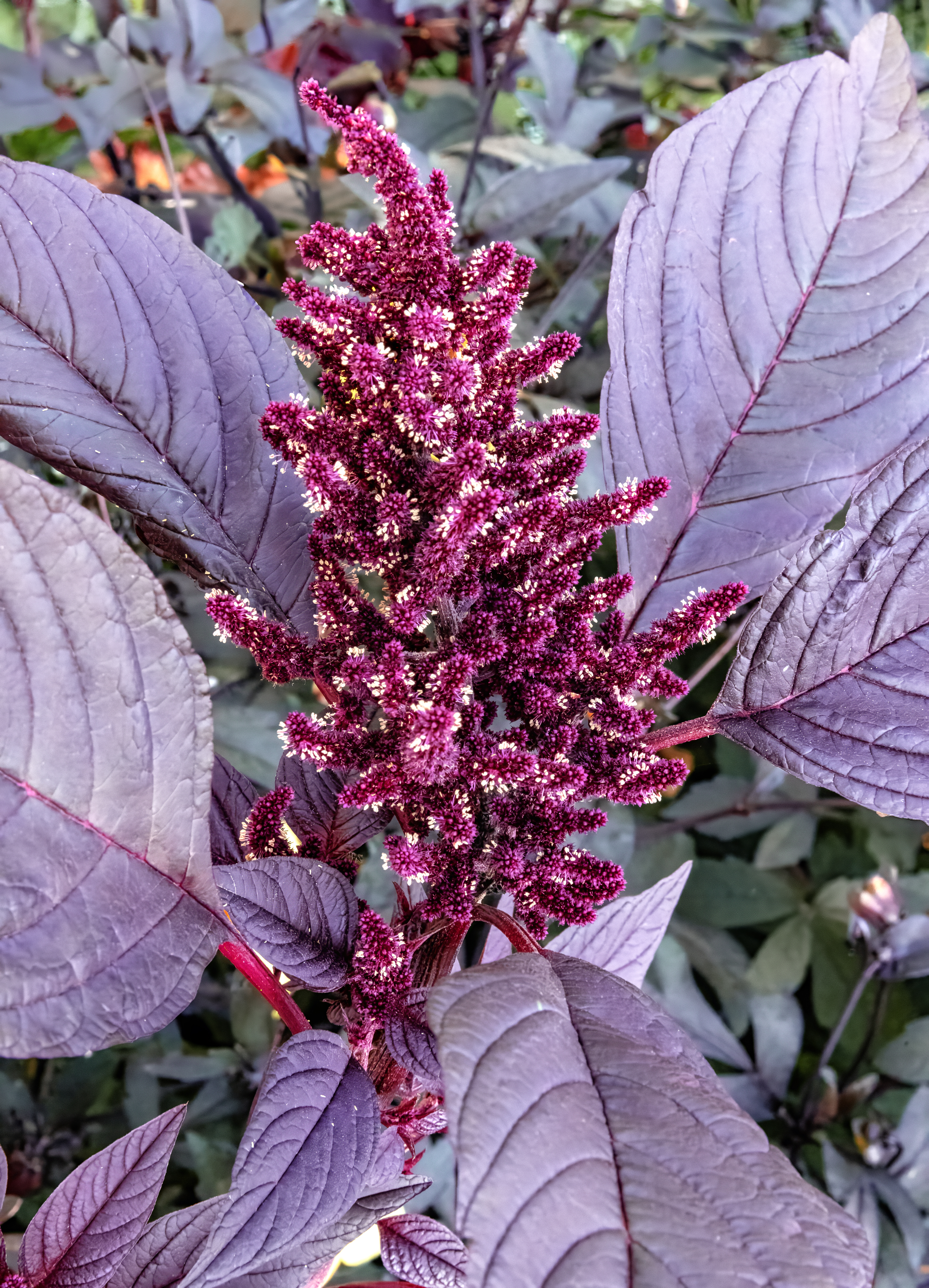 Grain Amaranth stem identification view