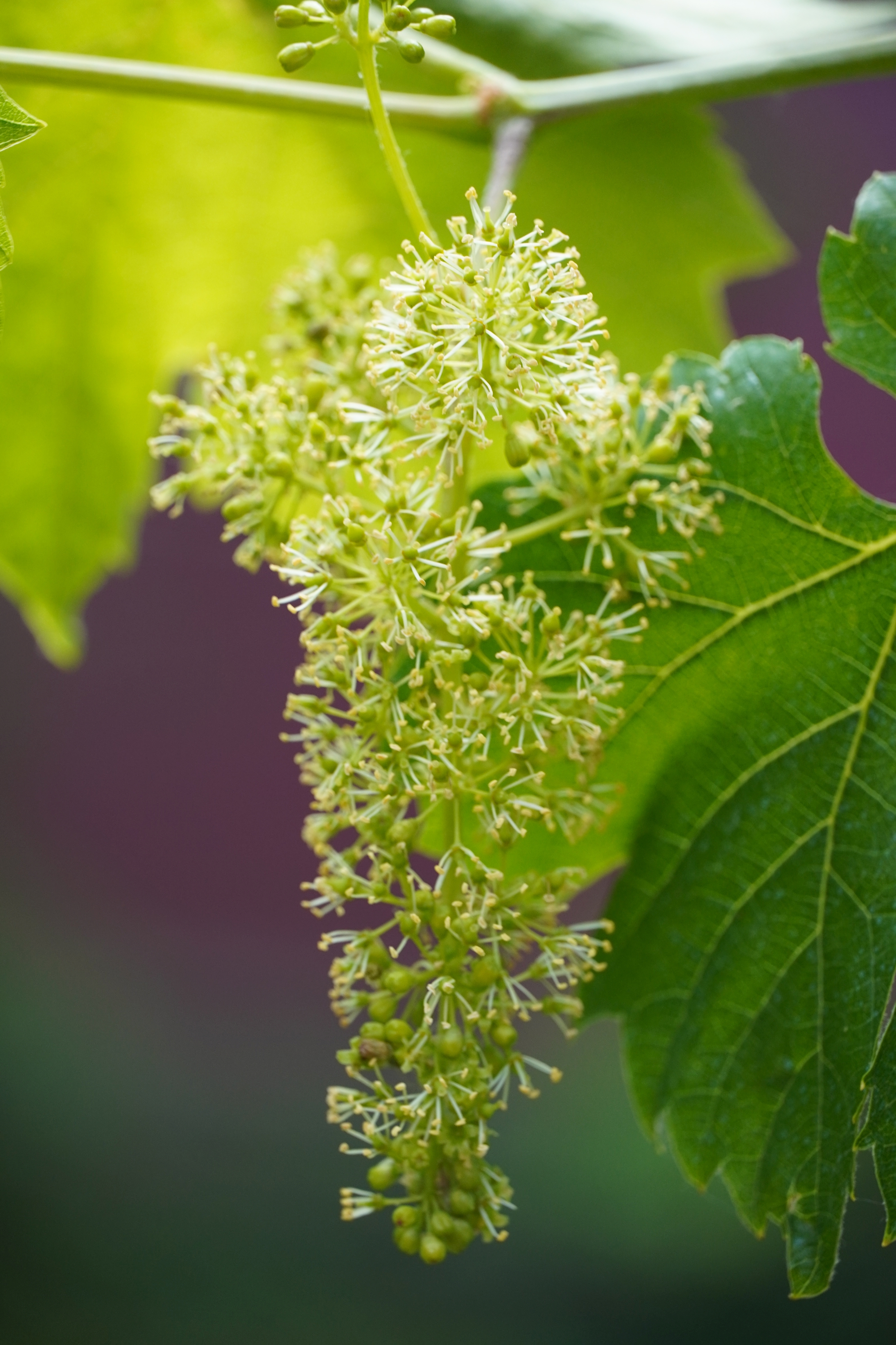 Grape flower identification view