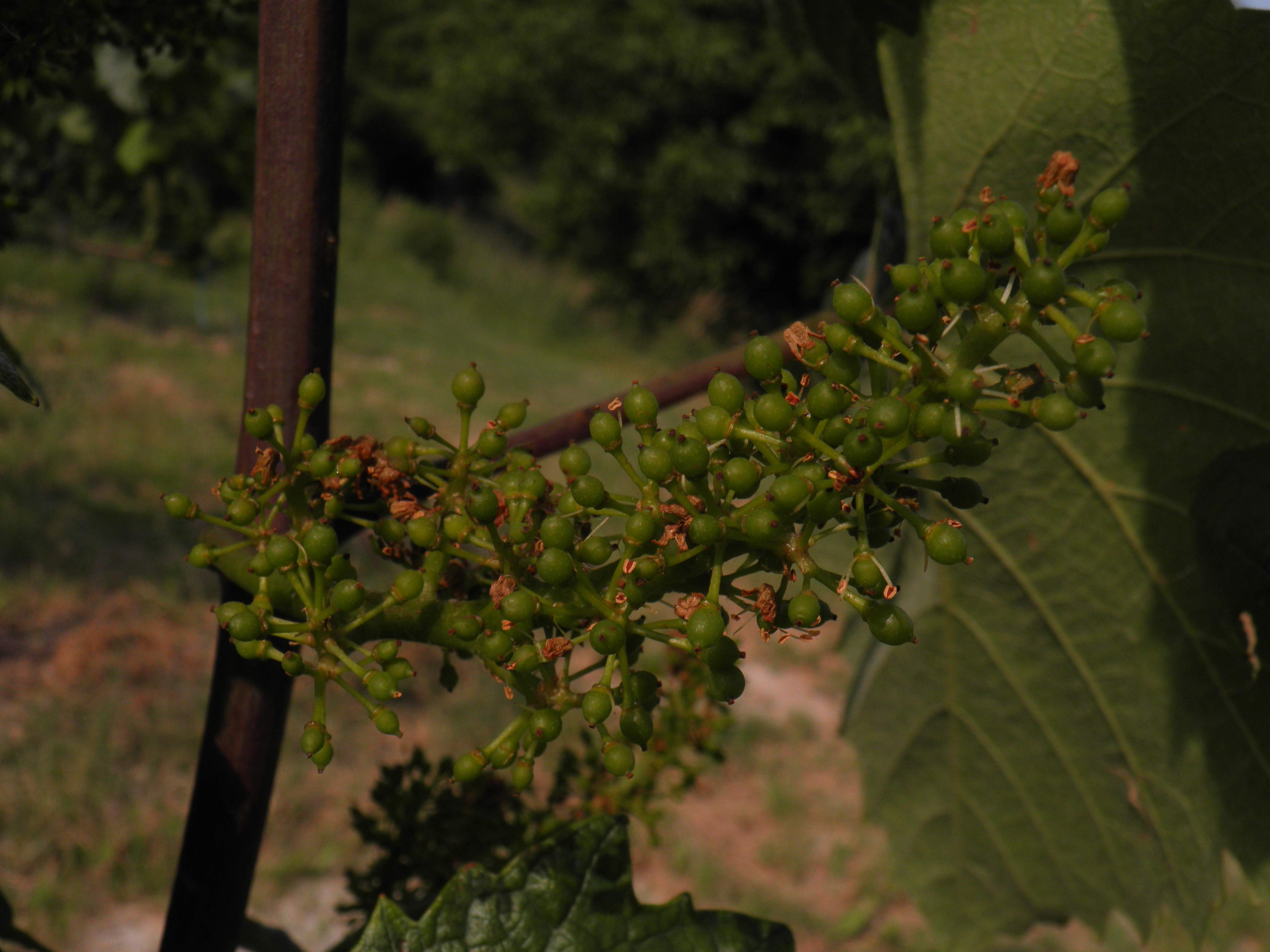 Grape fruit identification view