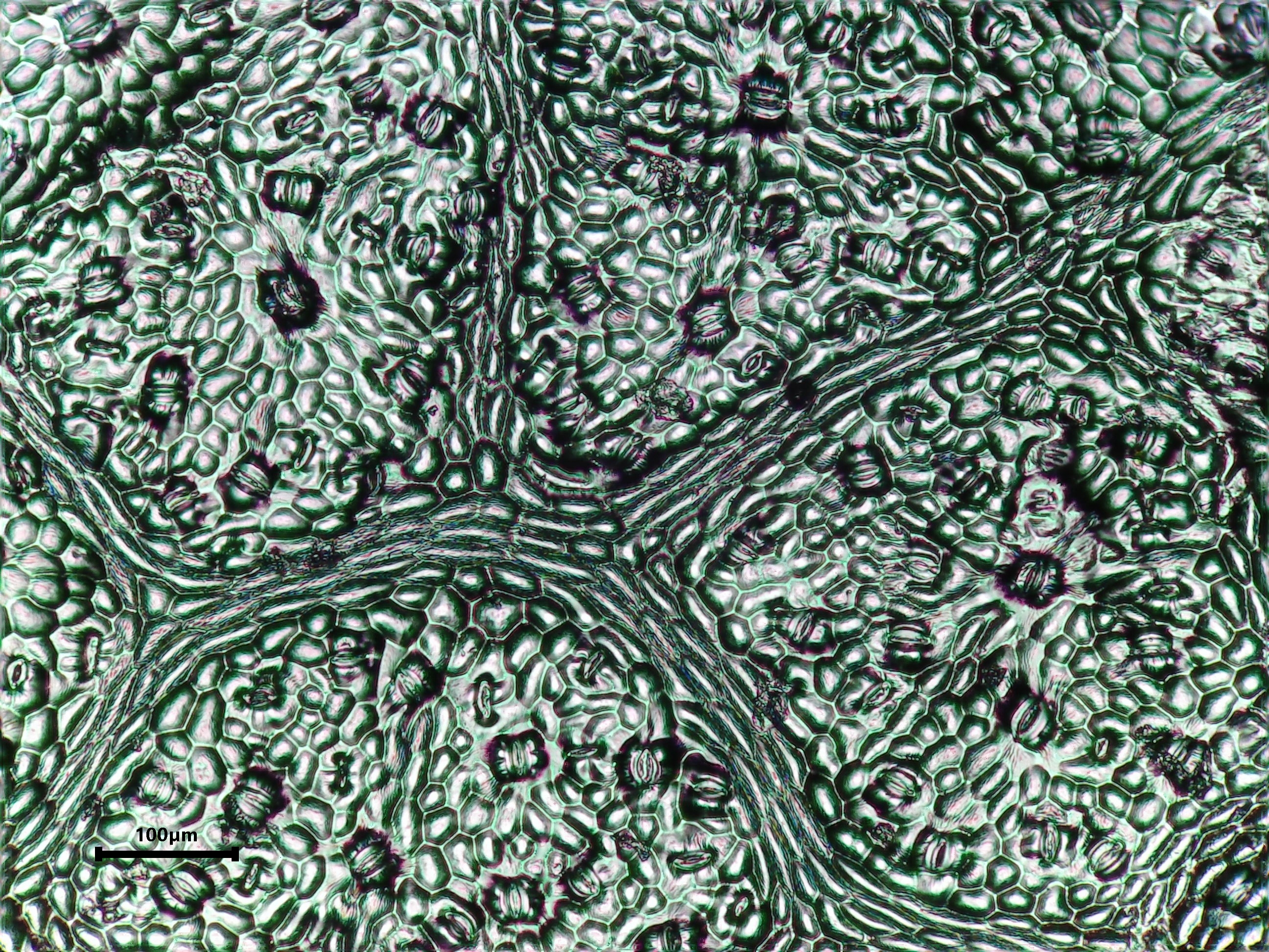 Grape leaf identification view