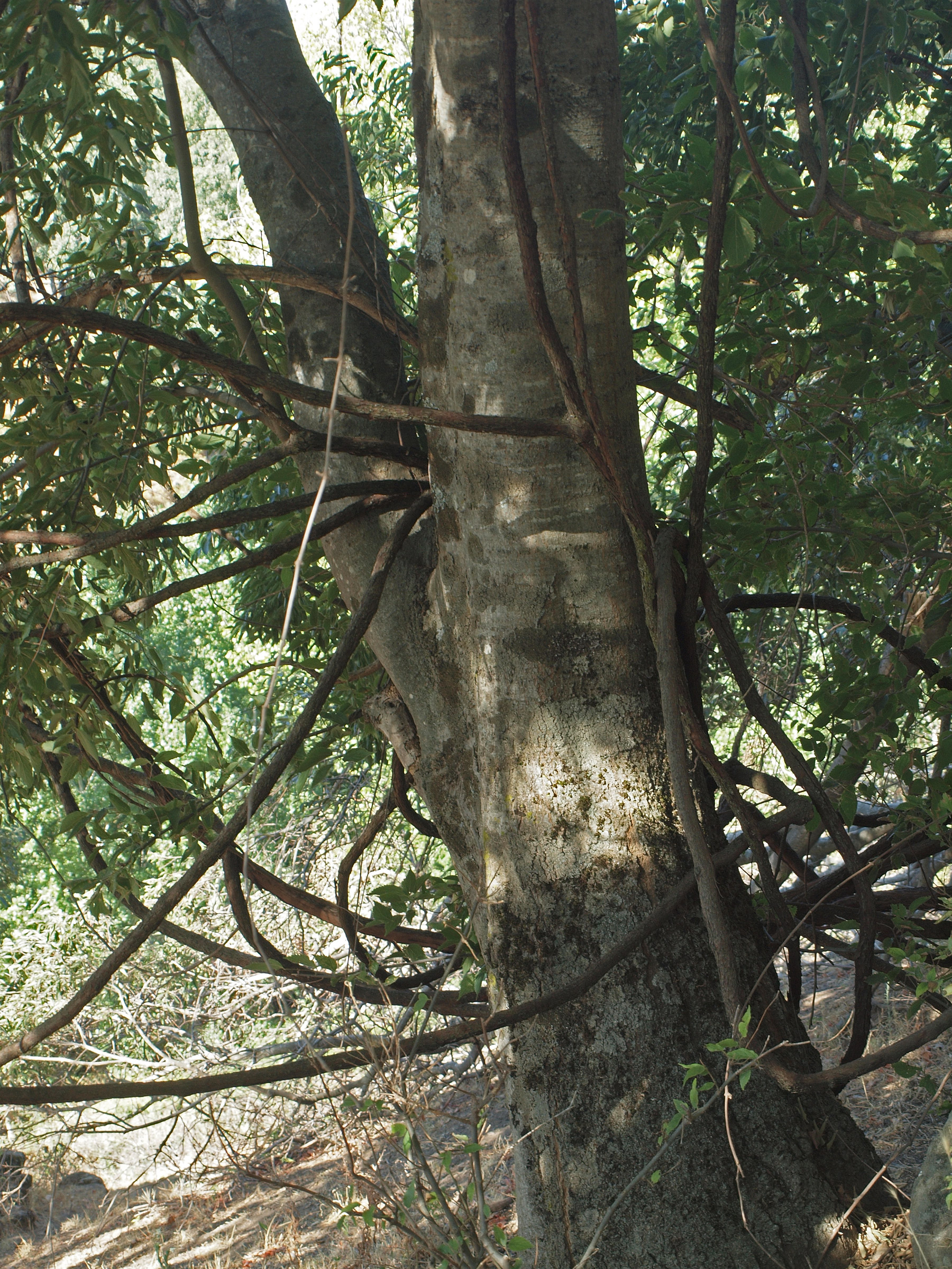 Grape stem identification view