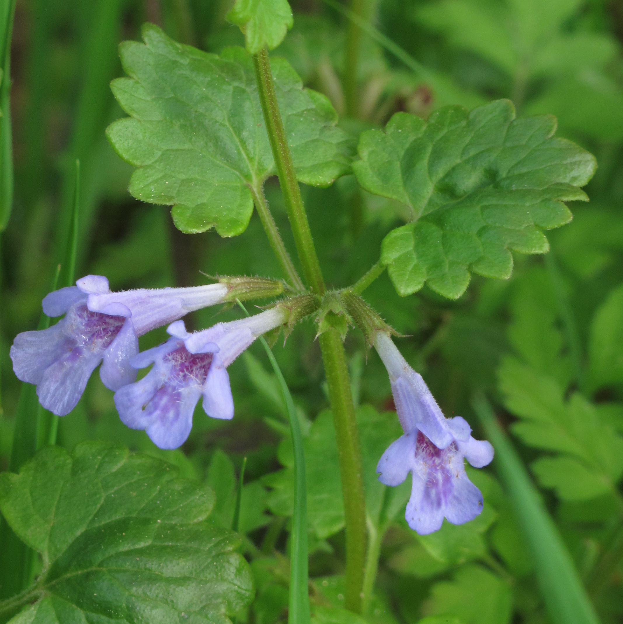 Ground Ivy flower identification view
